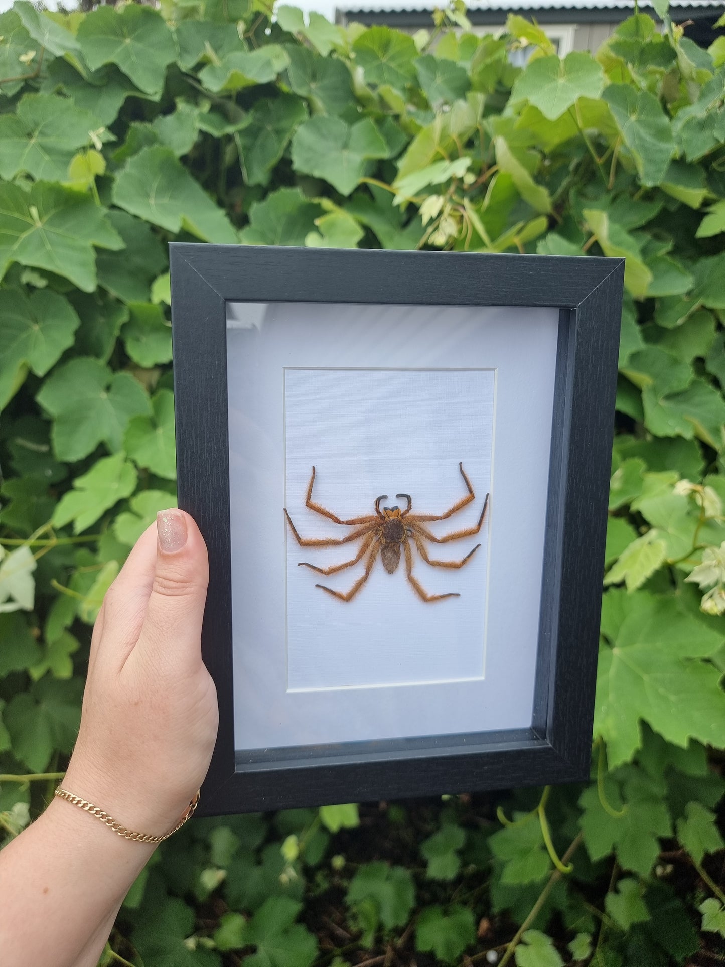 Framed Spider #1
