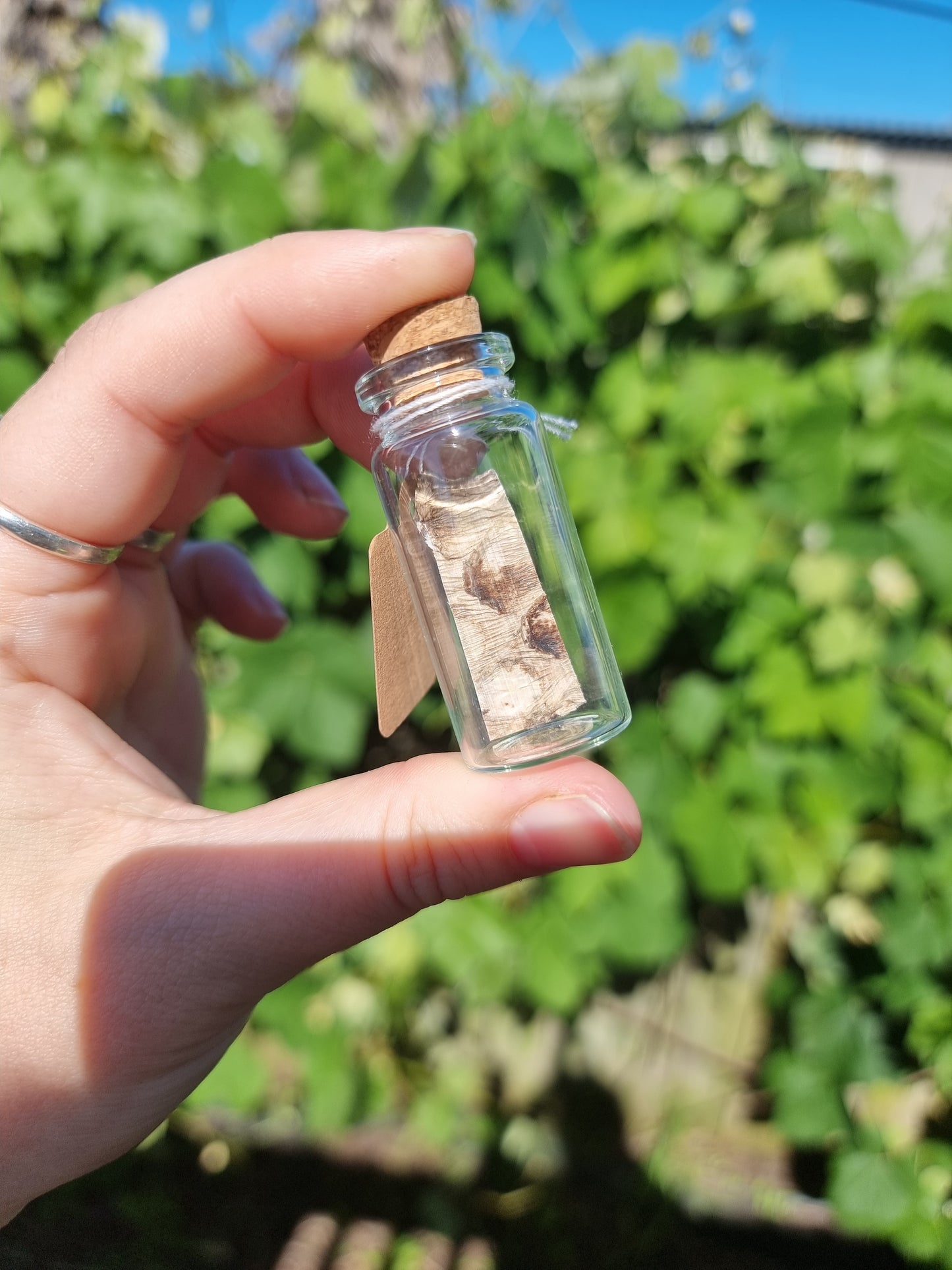 Medium Vuntage Snake Skin Jar