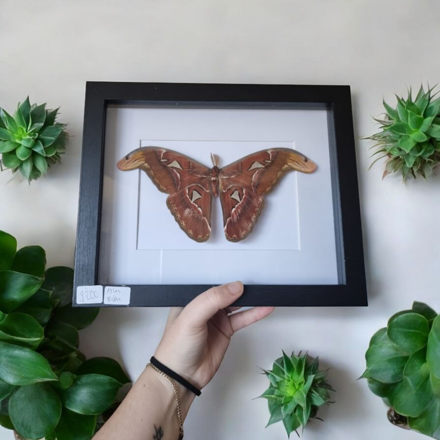 Framed Moth #5