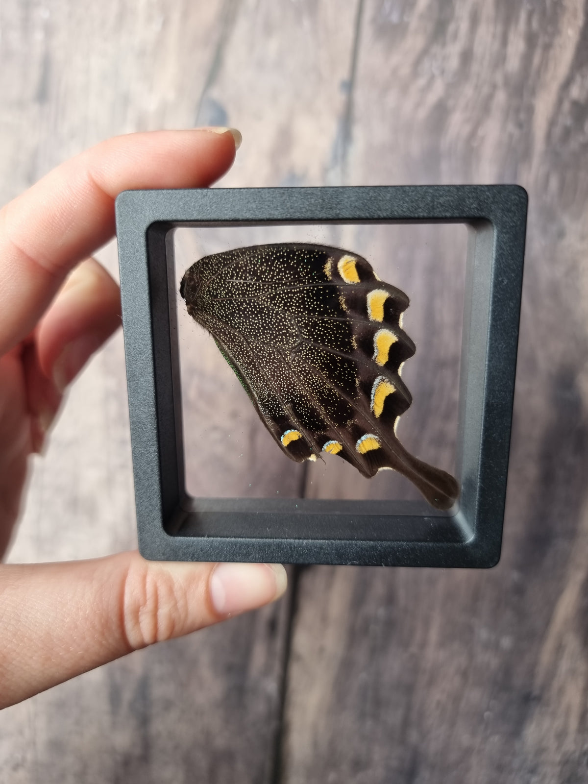 Green Swallowtail Butterfly Wing Floating Frame #2