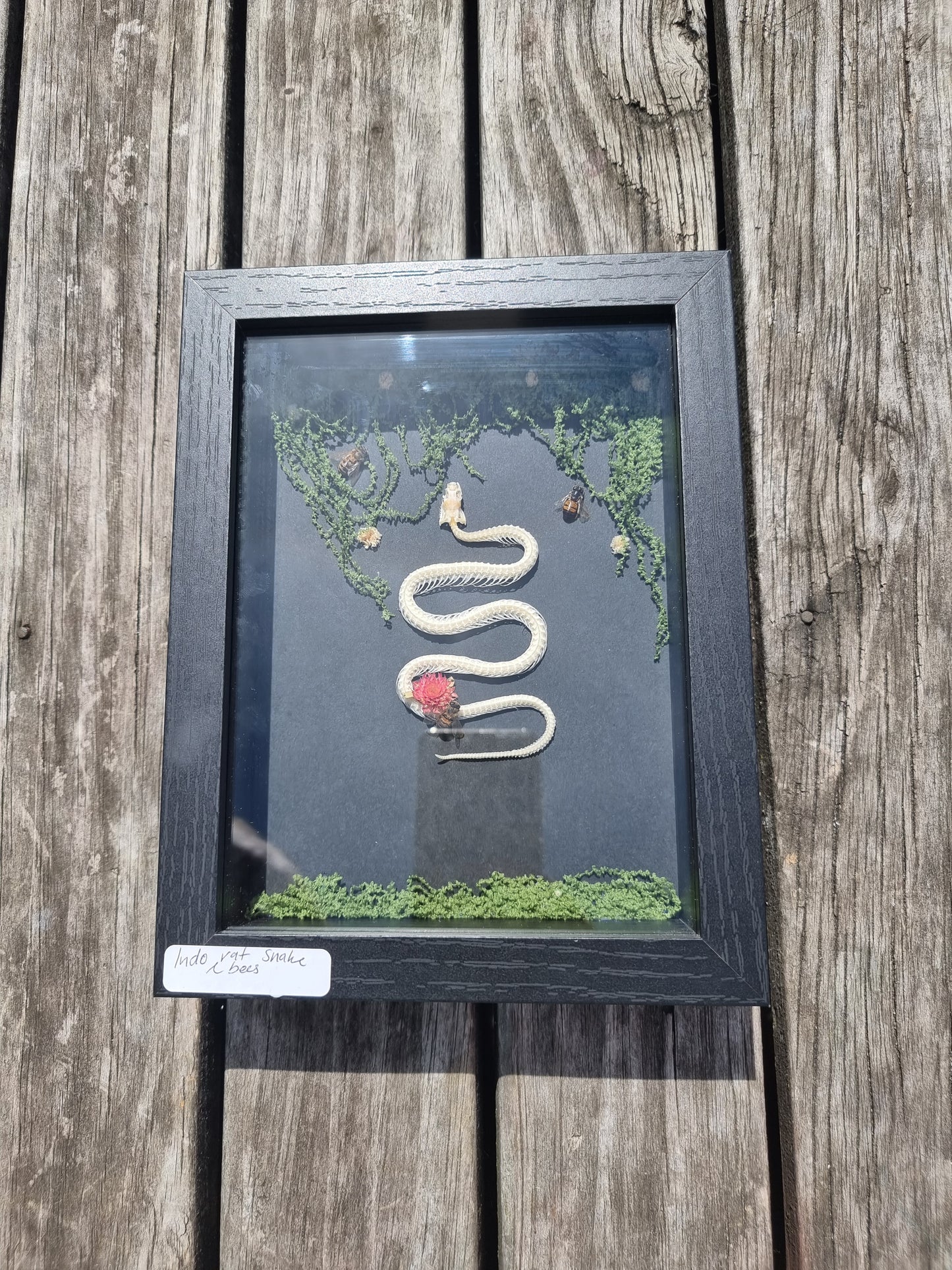 Framed Indonesian Rat Snake Skeleton with Bees #1