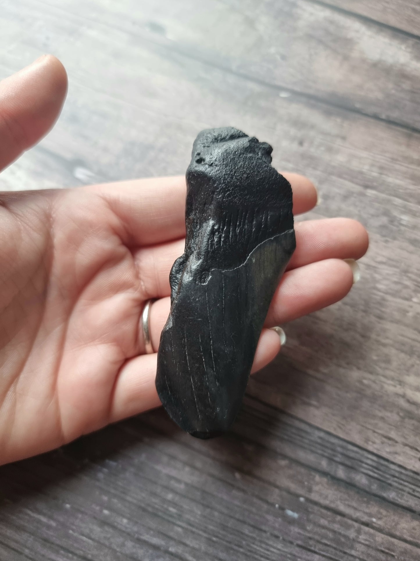 Large Megalodon Tooth Shard #3