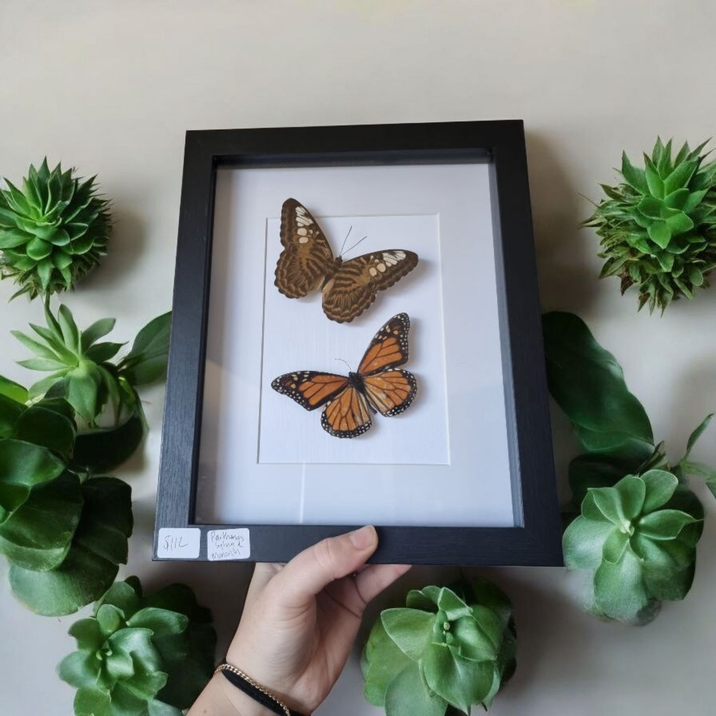 Double Framed Butterfly