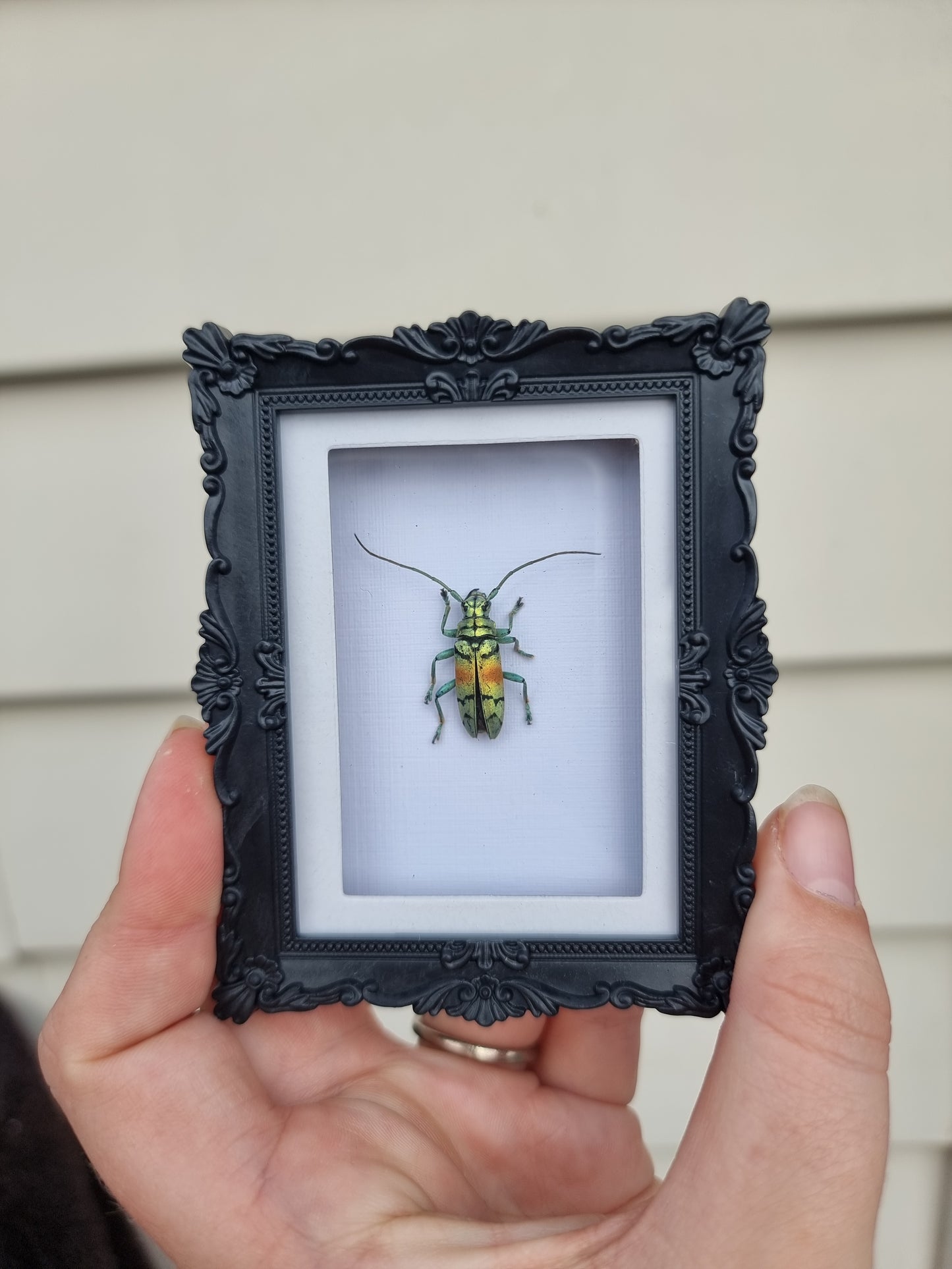 Mini Magnet Frame Long Horn Beetle #1