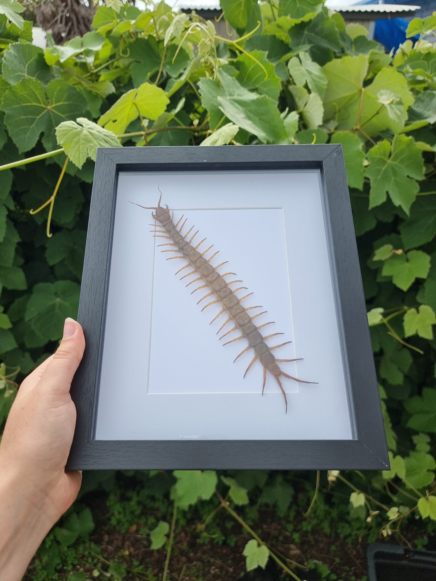 Scolopendra Subspinipes Centipede Frame #2