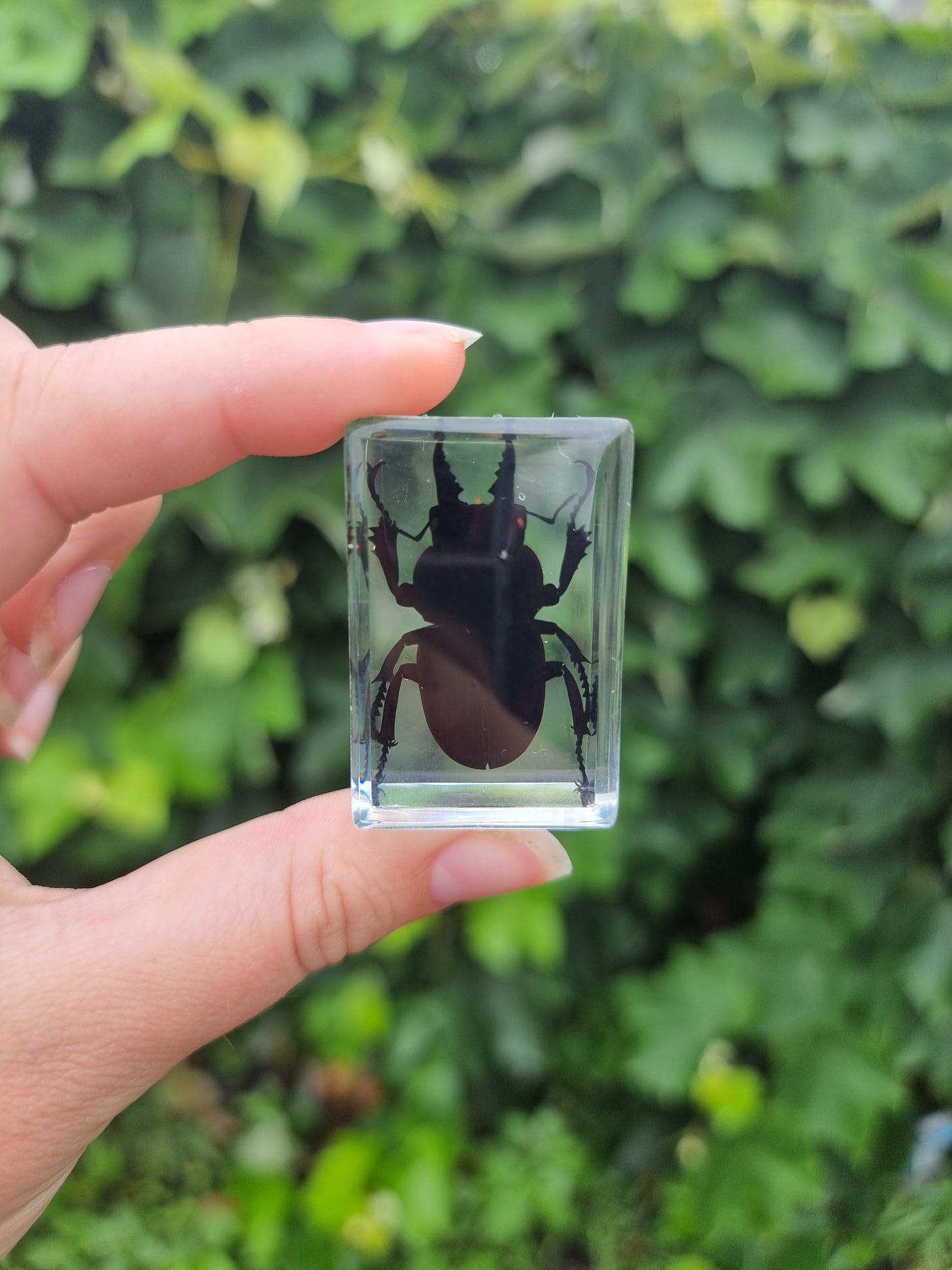 Stag Beetle in Resin