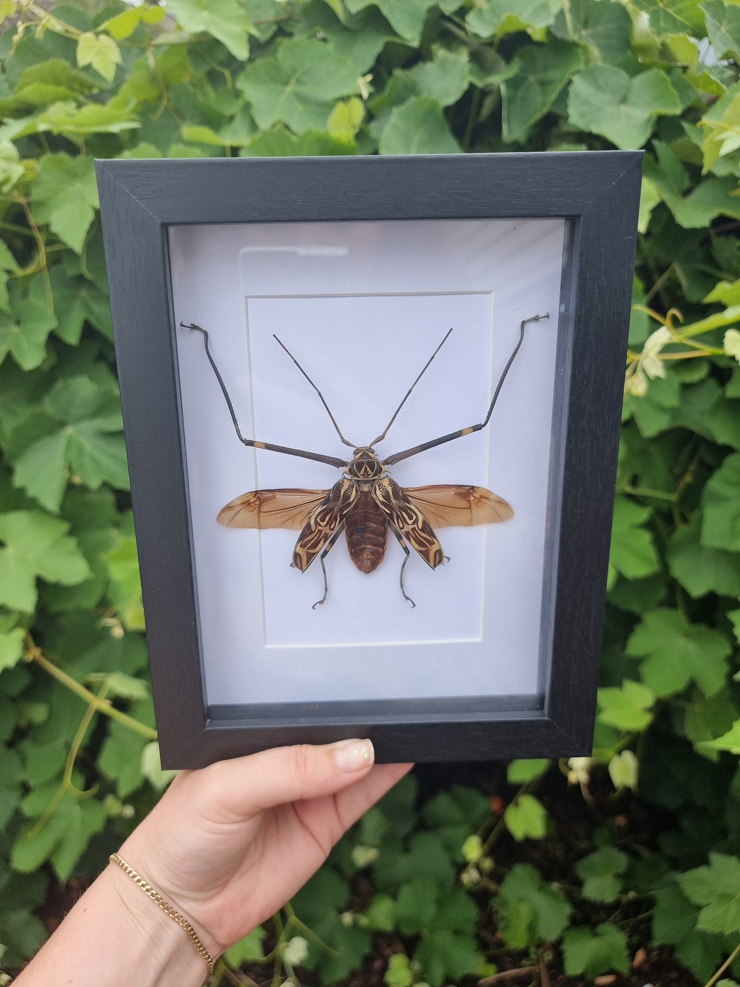 Framed Beetle #443