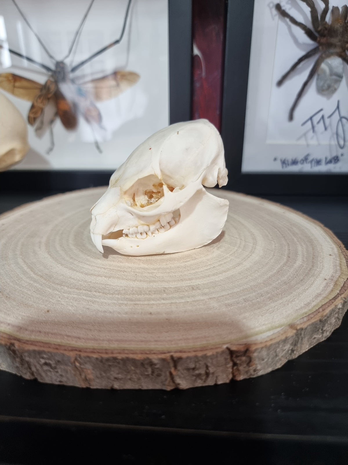 Rock Hyrax Skull #1