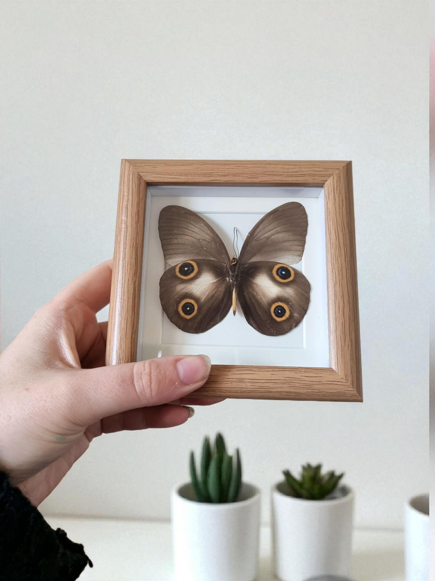 Mini Framed Butterfly #3
