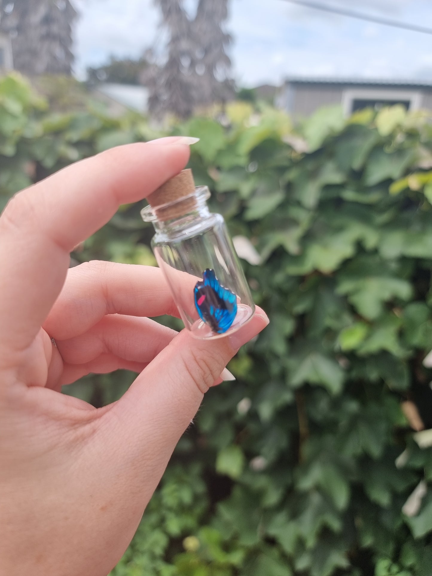 Ancyluris Meliboeus Wing Jar 2 Small