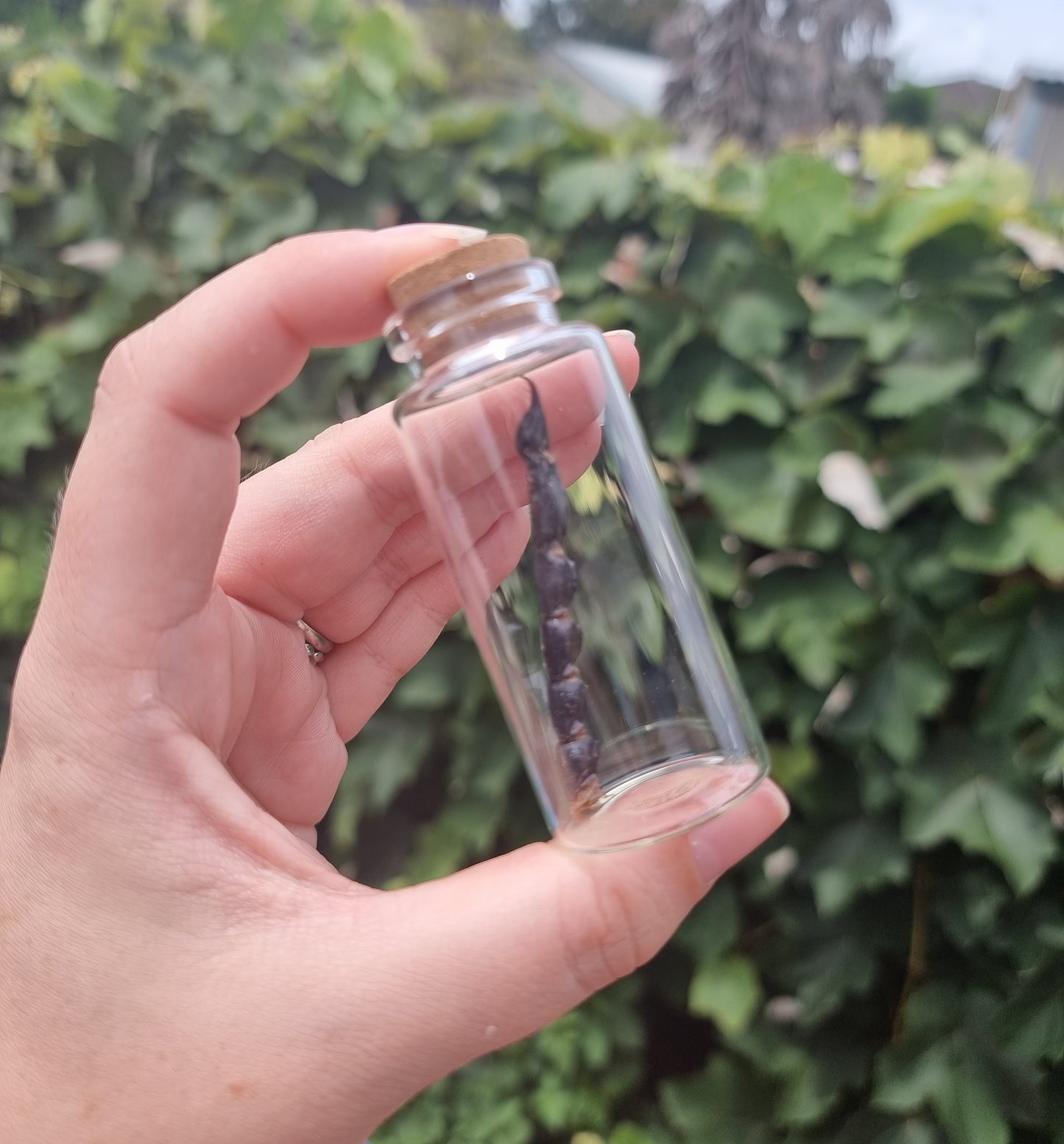 Scorpion Tail Jar Large