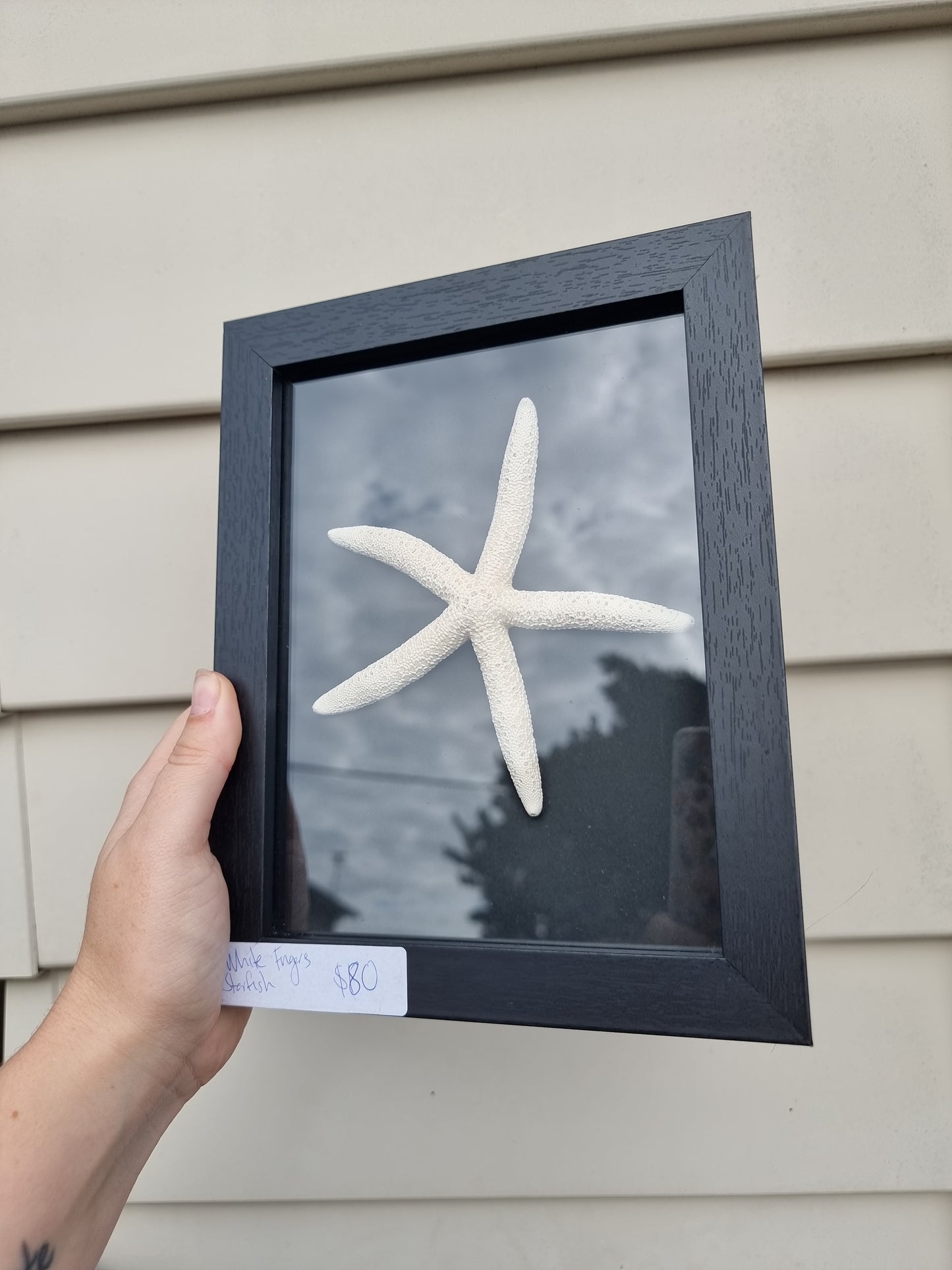 Framed White finger Starfish Medium