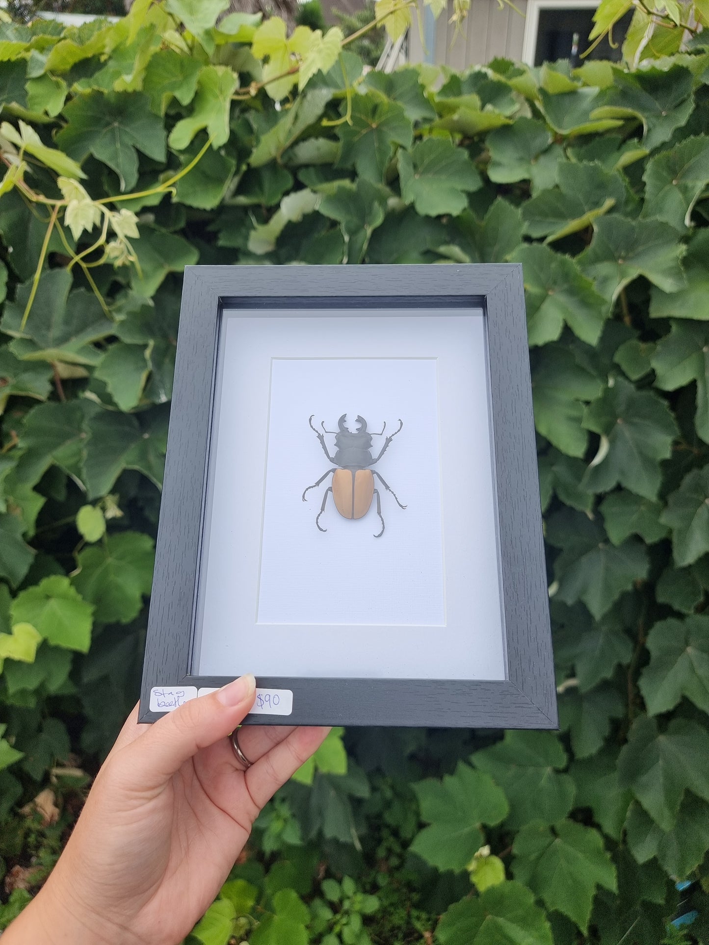 Framed Beetle #87