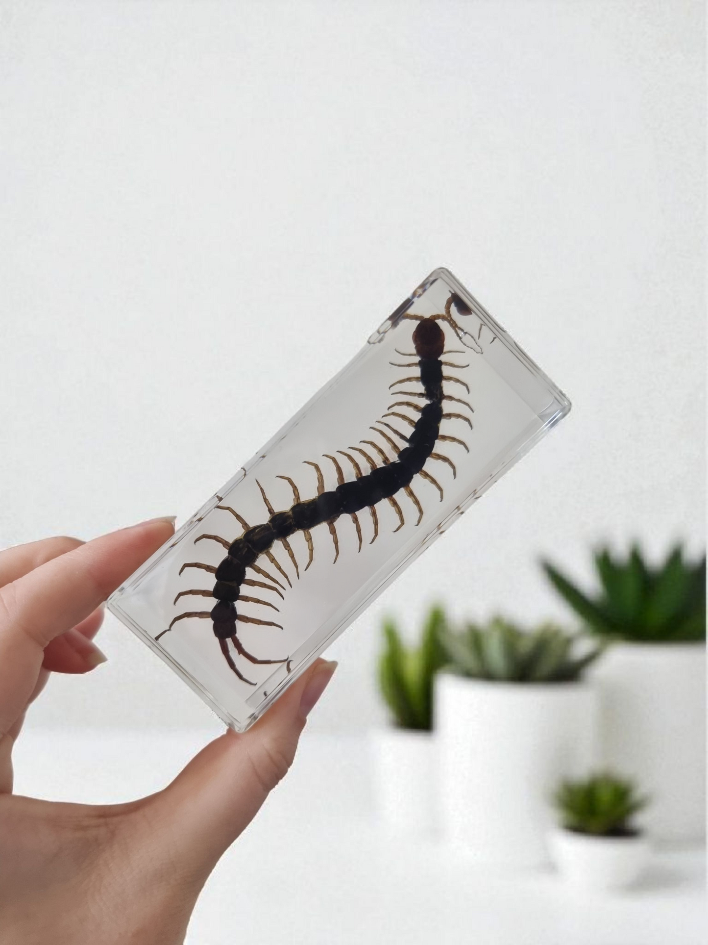 Centipede in Resin