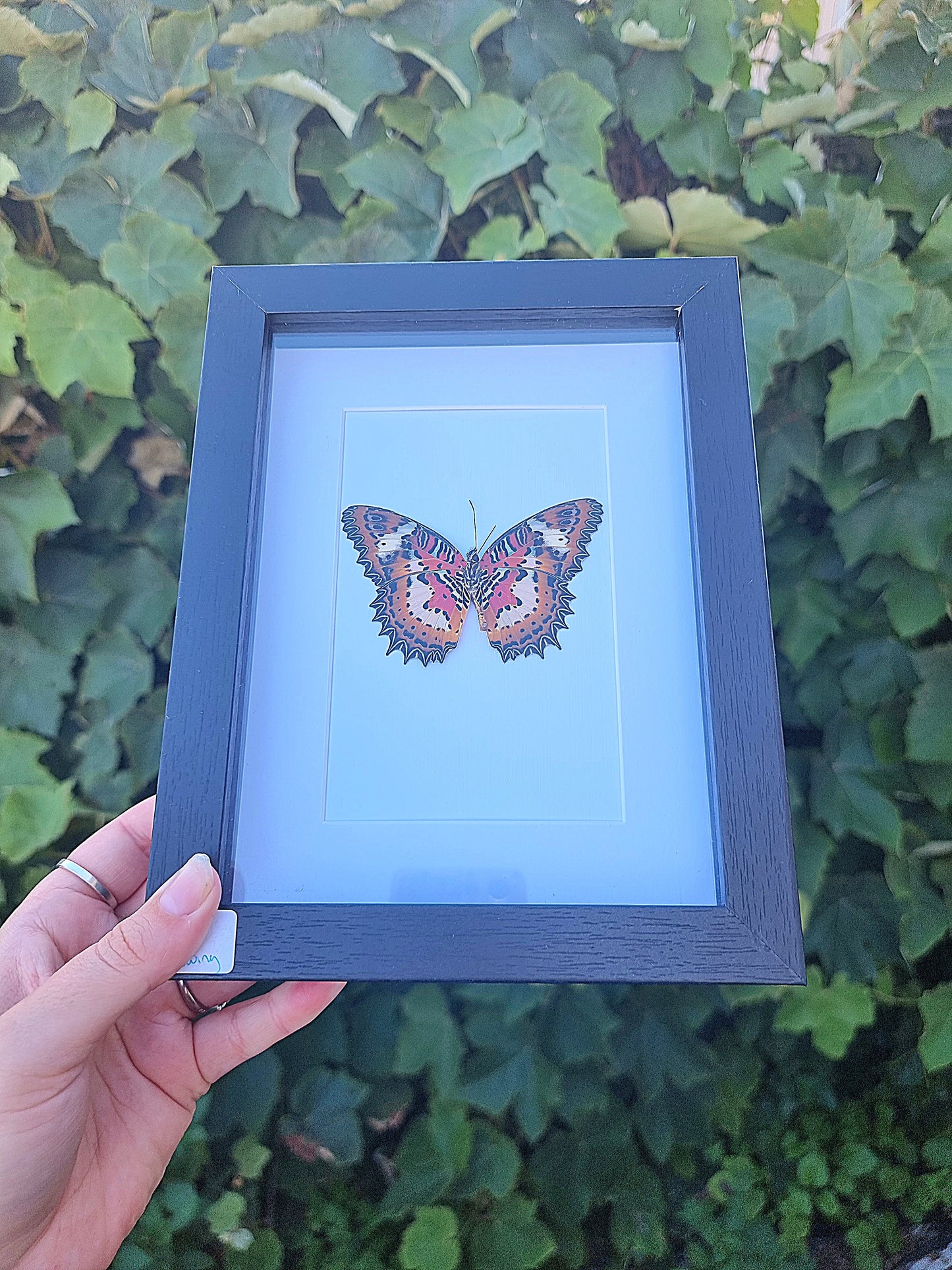 Framed Butterfly #224