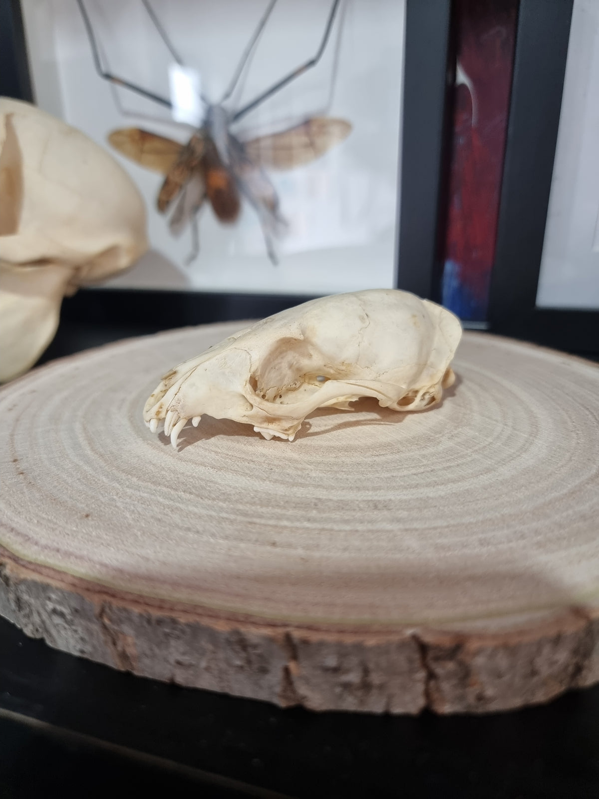 Cape Garnet half skull