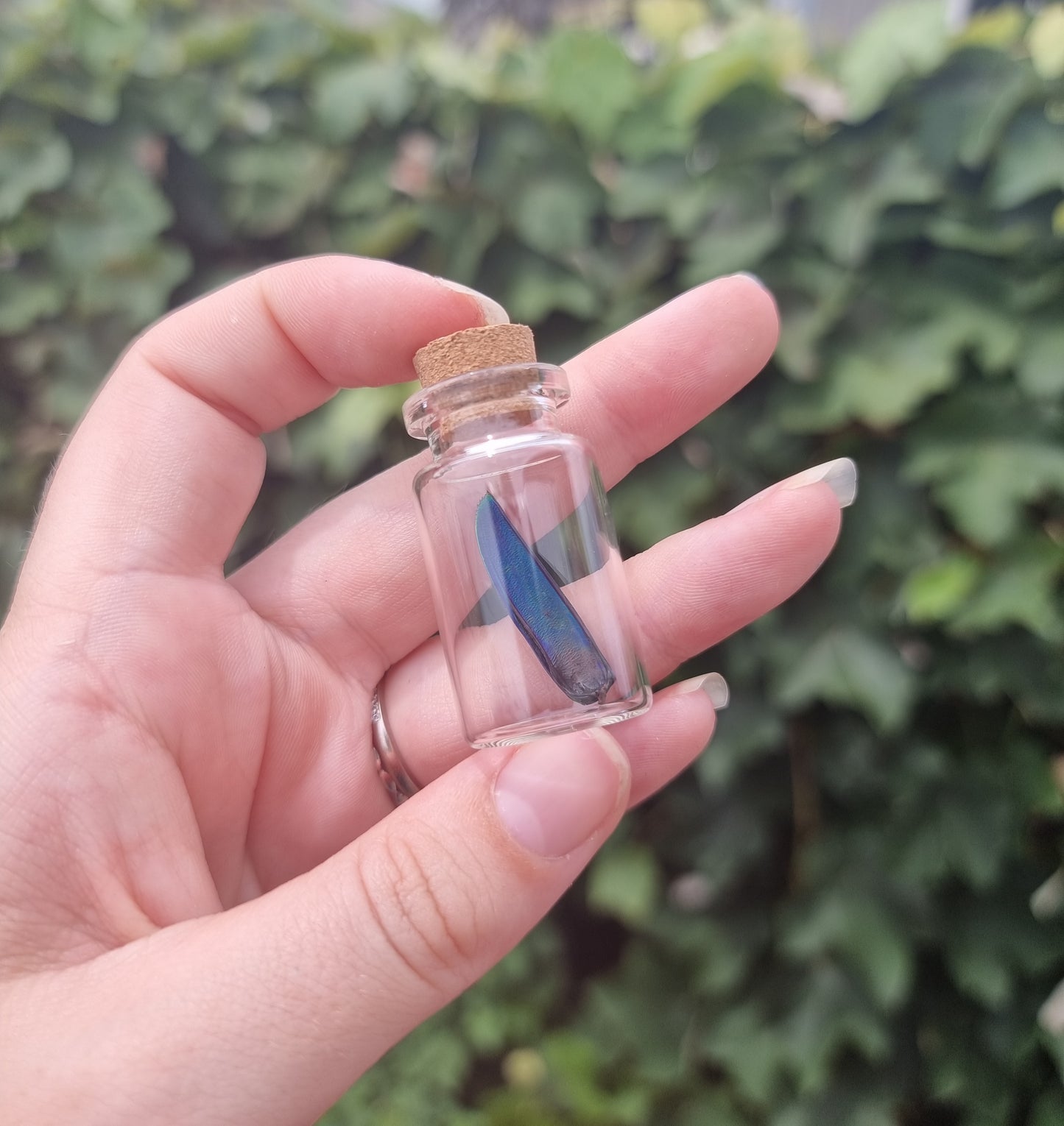 Blue And Gree Jewel Beetle Wing Jar Small