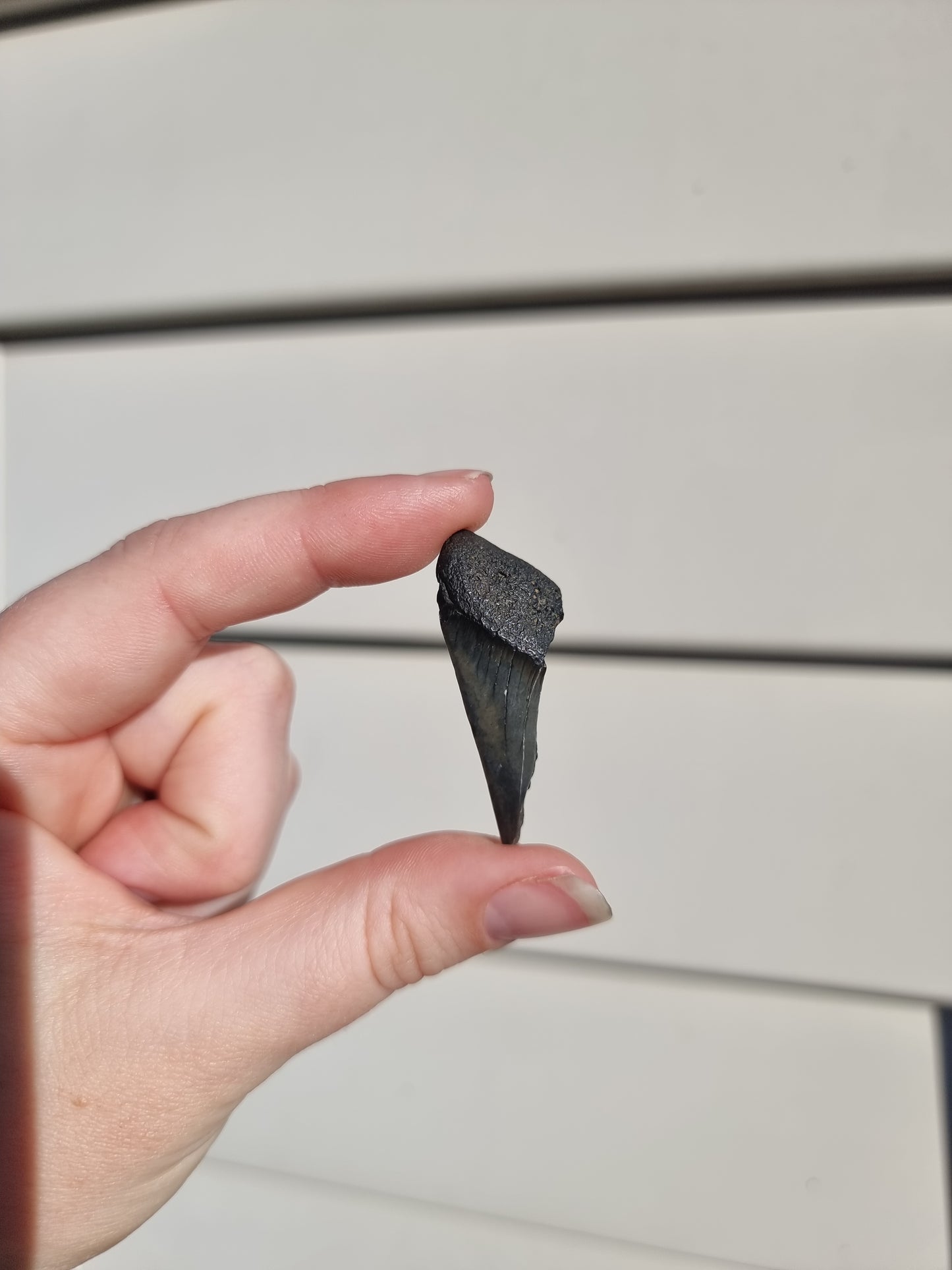 Megalodon Tooth Shard #5
