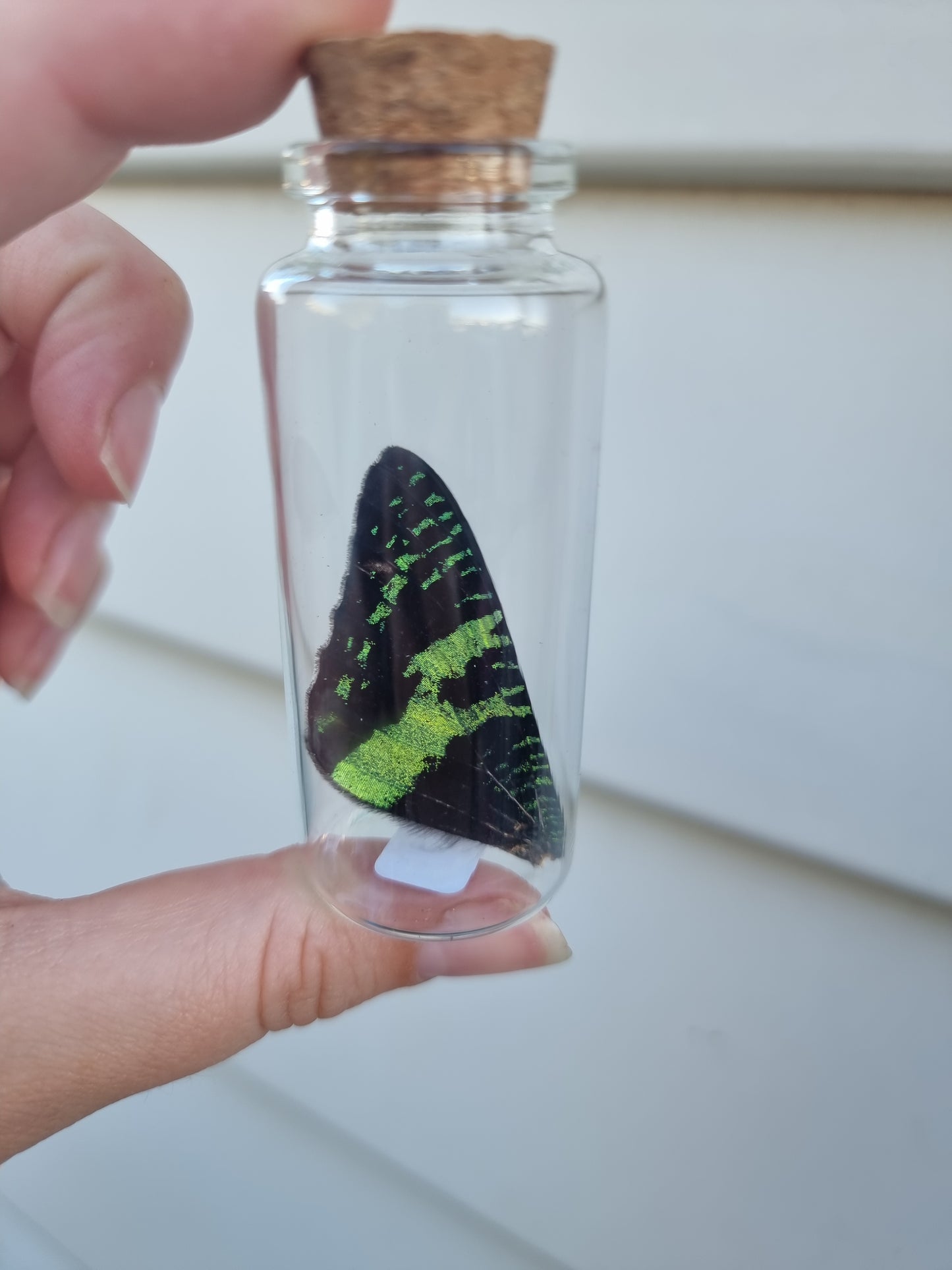 Large Moth Wing Jar #2
