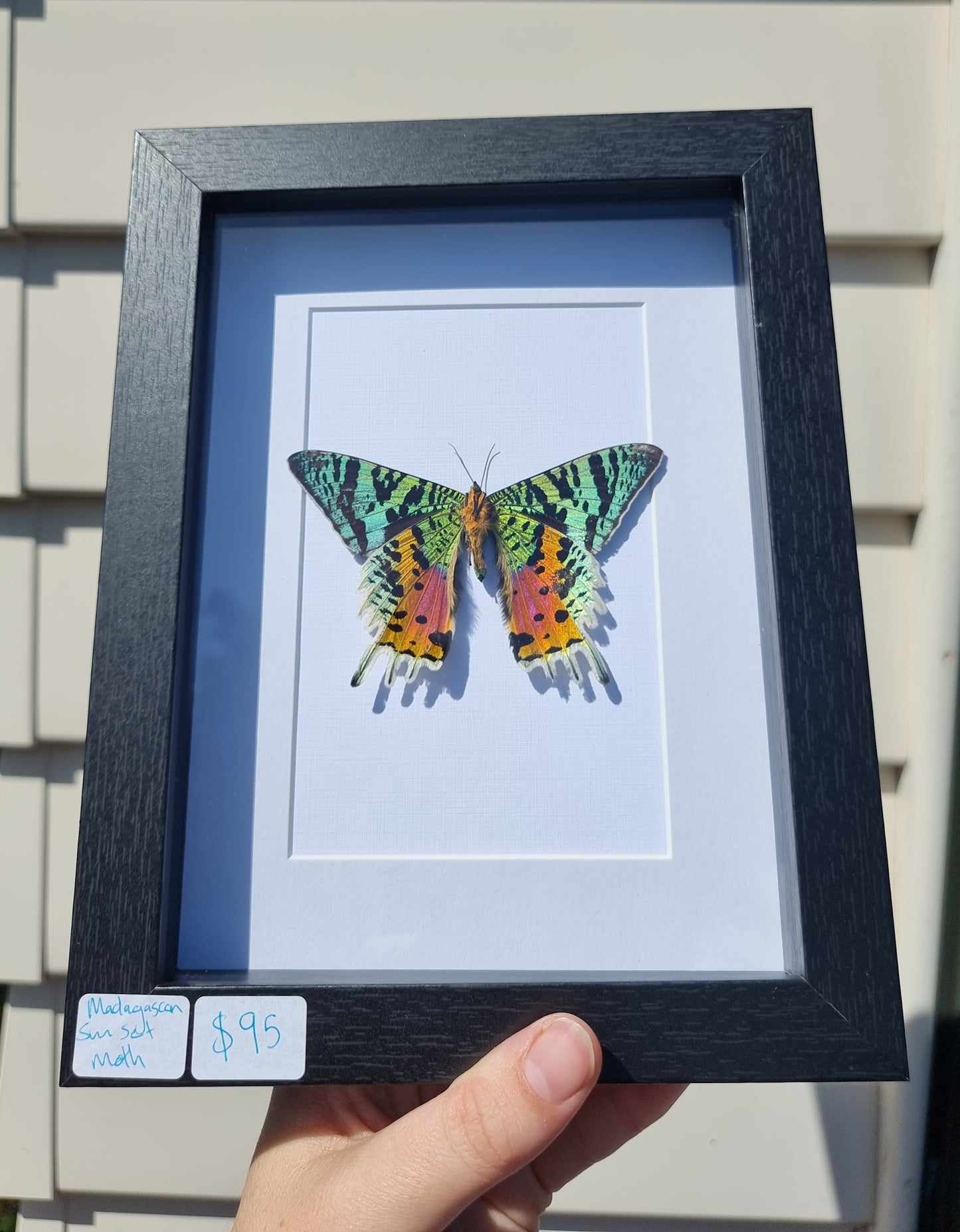 Framed Madagascan Sunset Moth #1