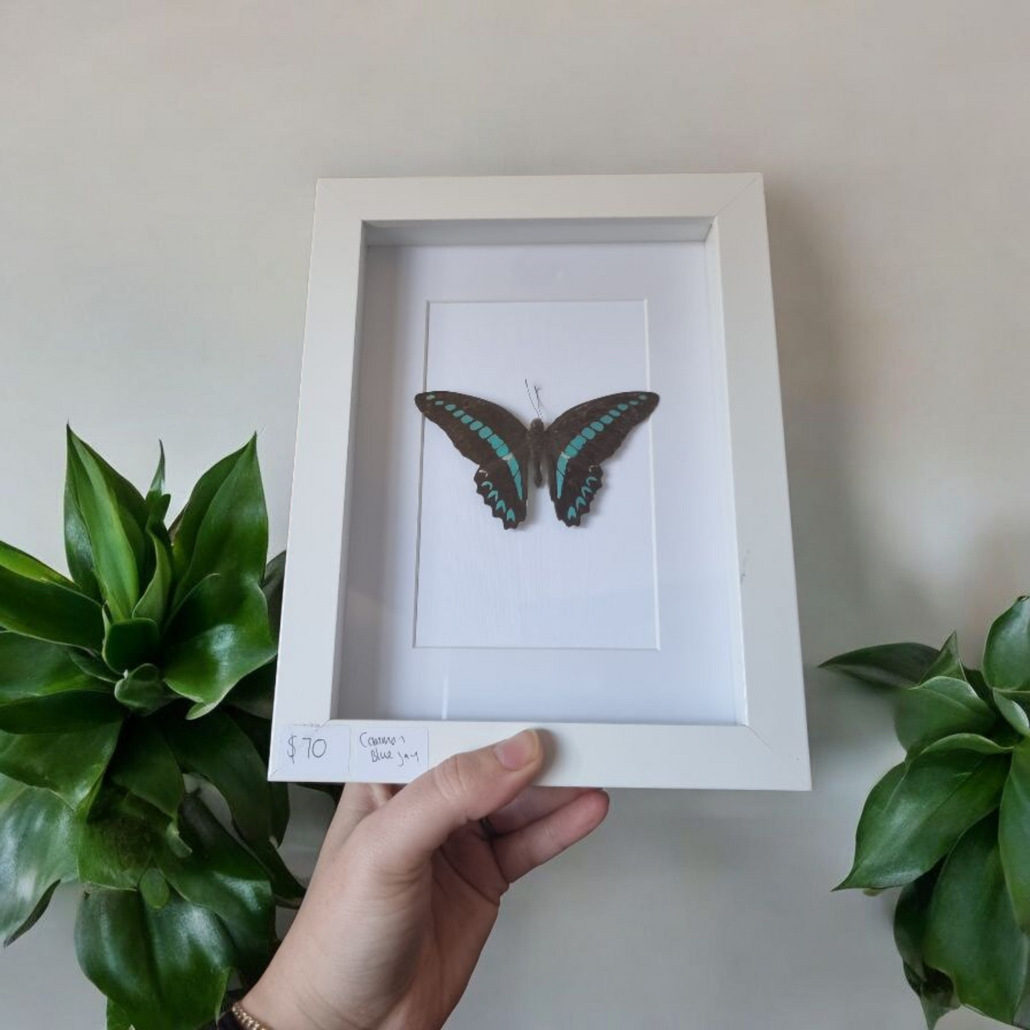 Framed Butterfly #76