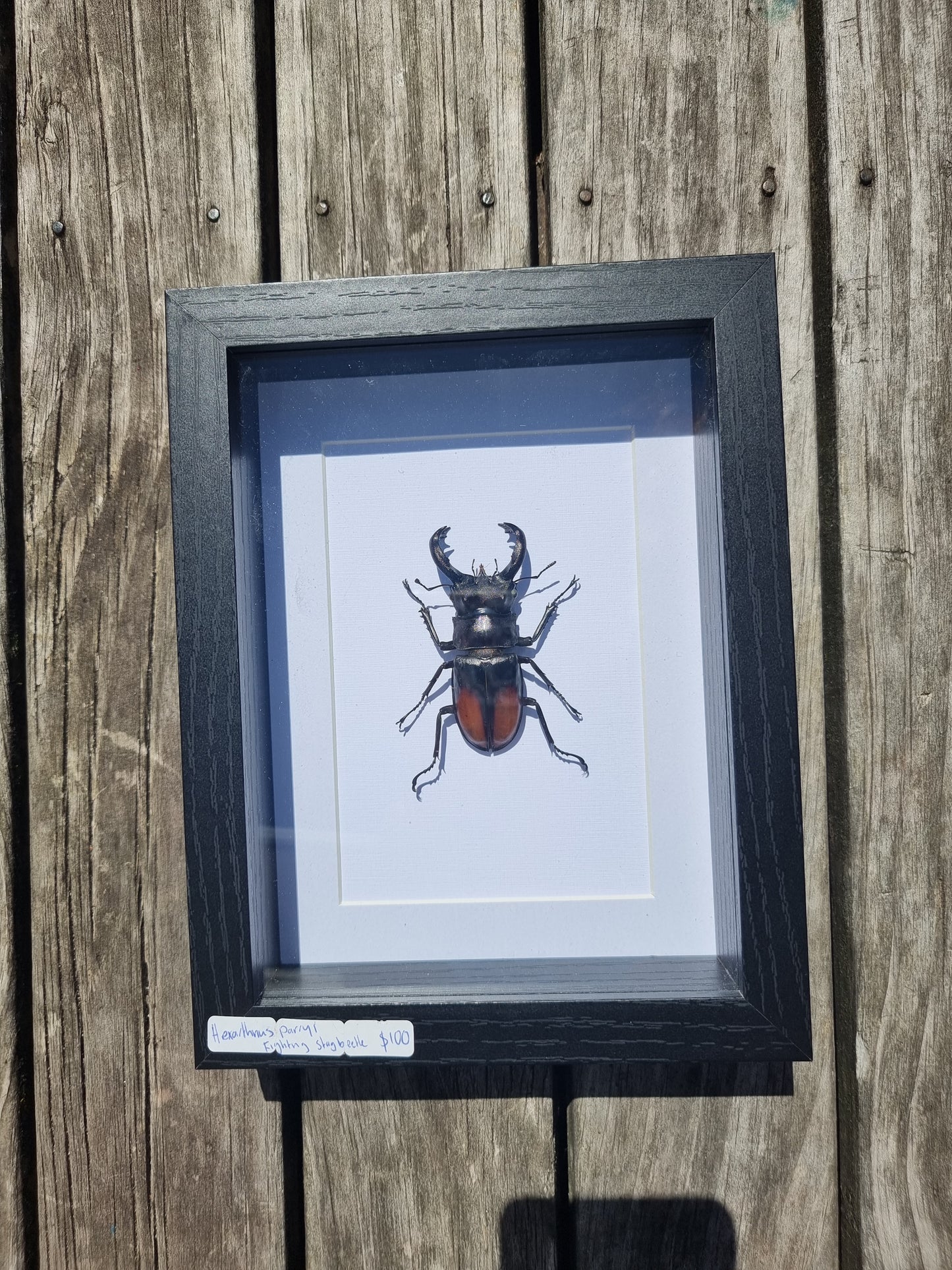 Framed Hexoirthruis Parryi Stag Beetle #2
