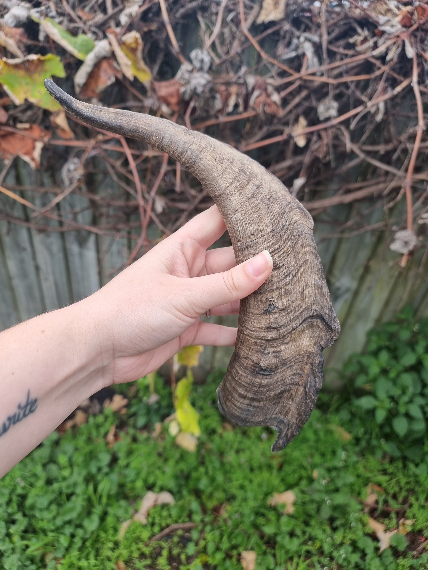 Big Goat Horn #3