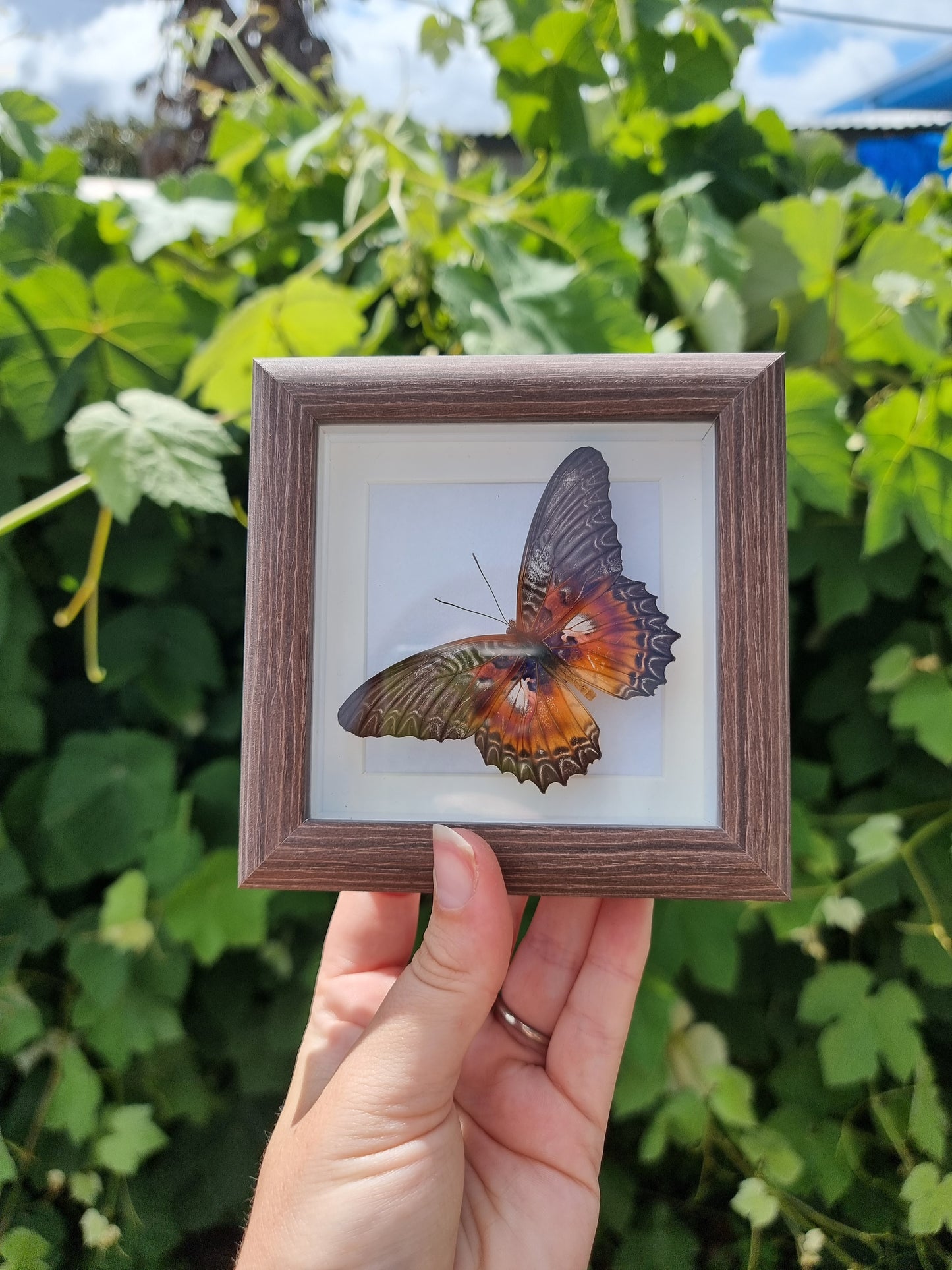Mini Framed Violet Lacewing Butterfly