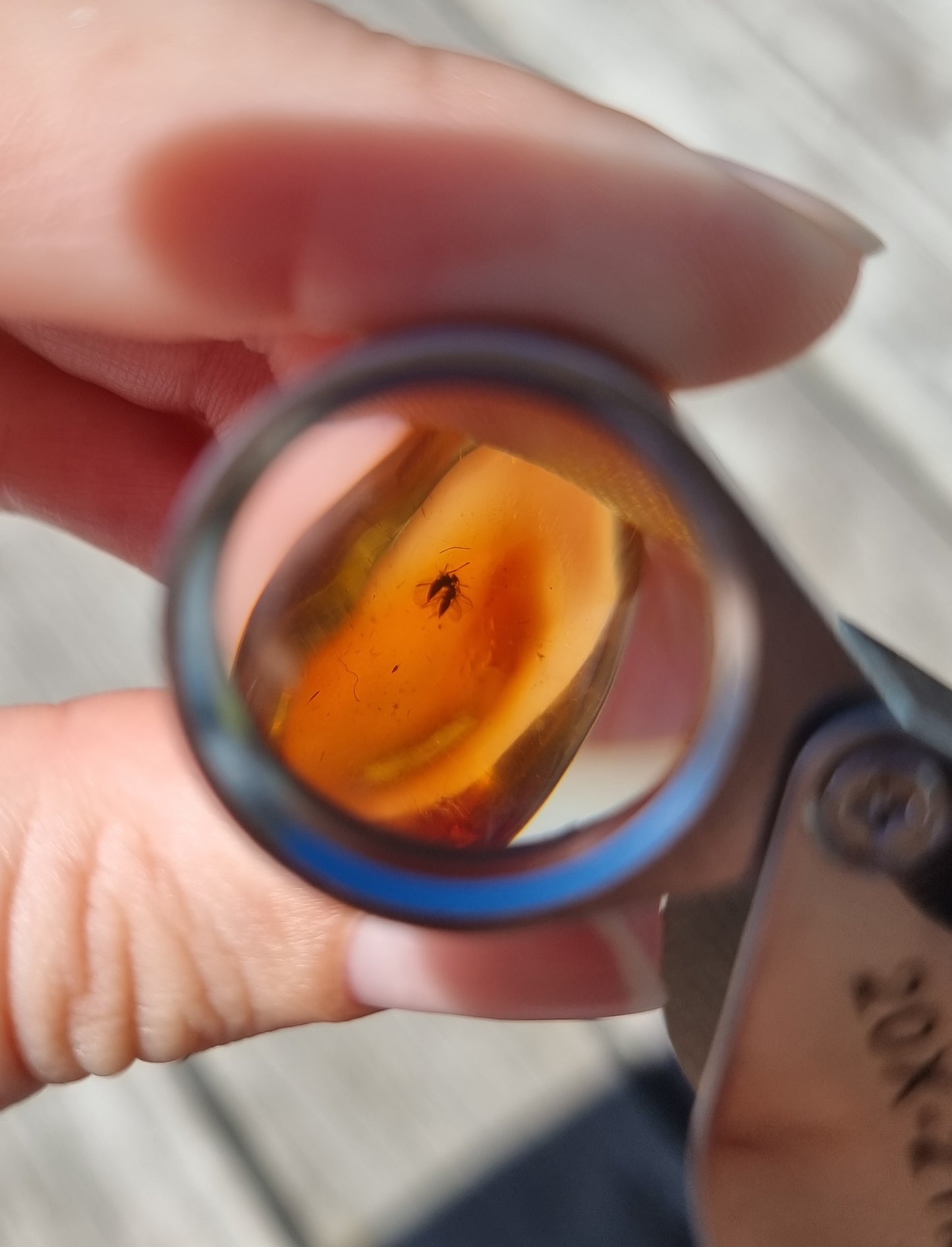 Bug in Amber #1