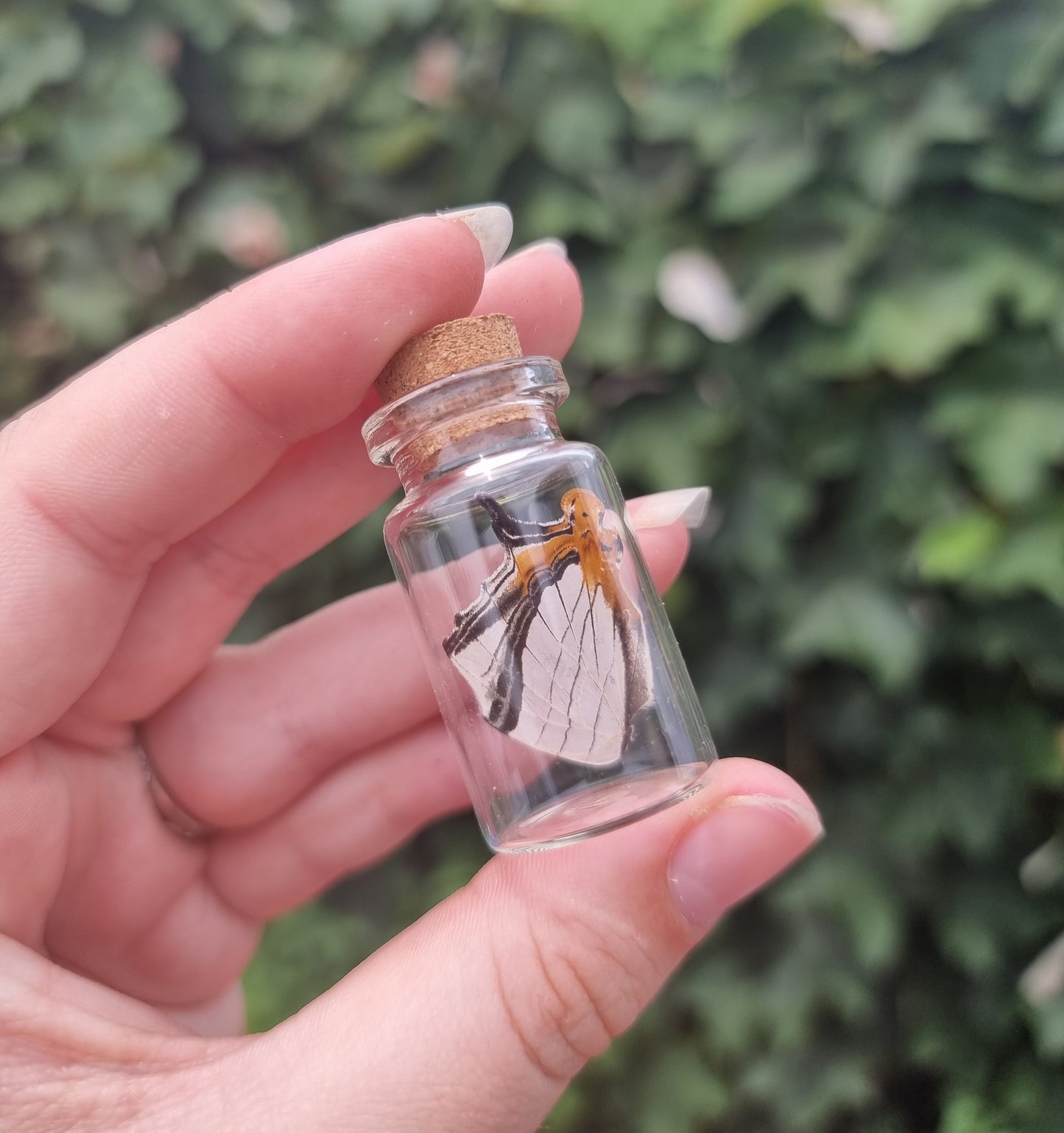 Map Wing Jar #2
