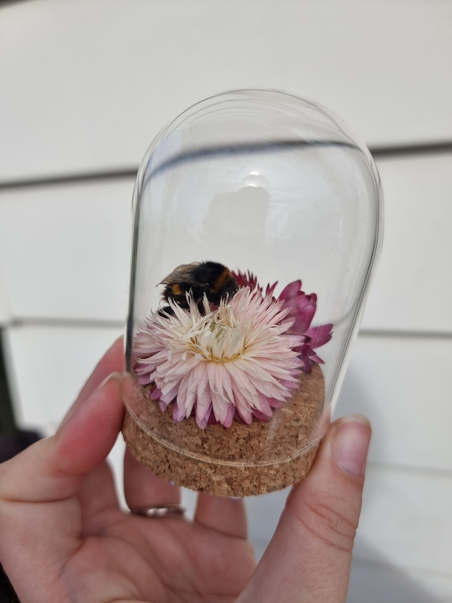 Small Bee Dome #3