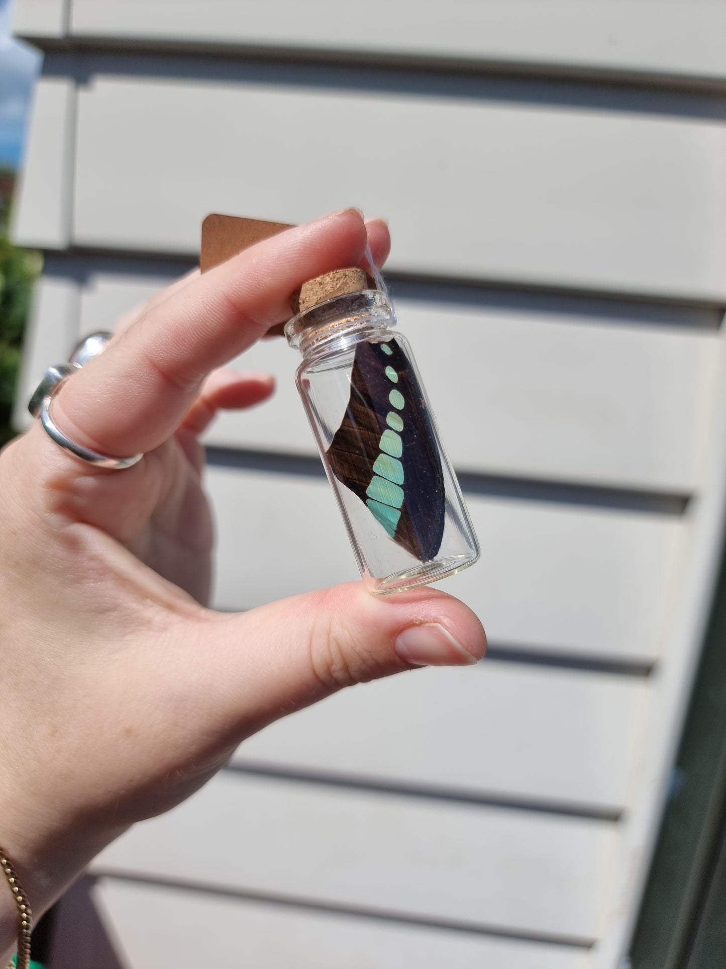 Medium Blue bottle Butterfly Wing Jar