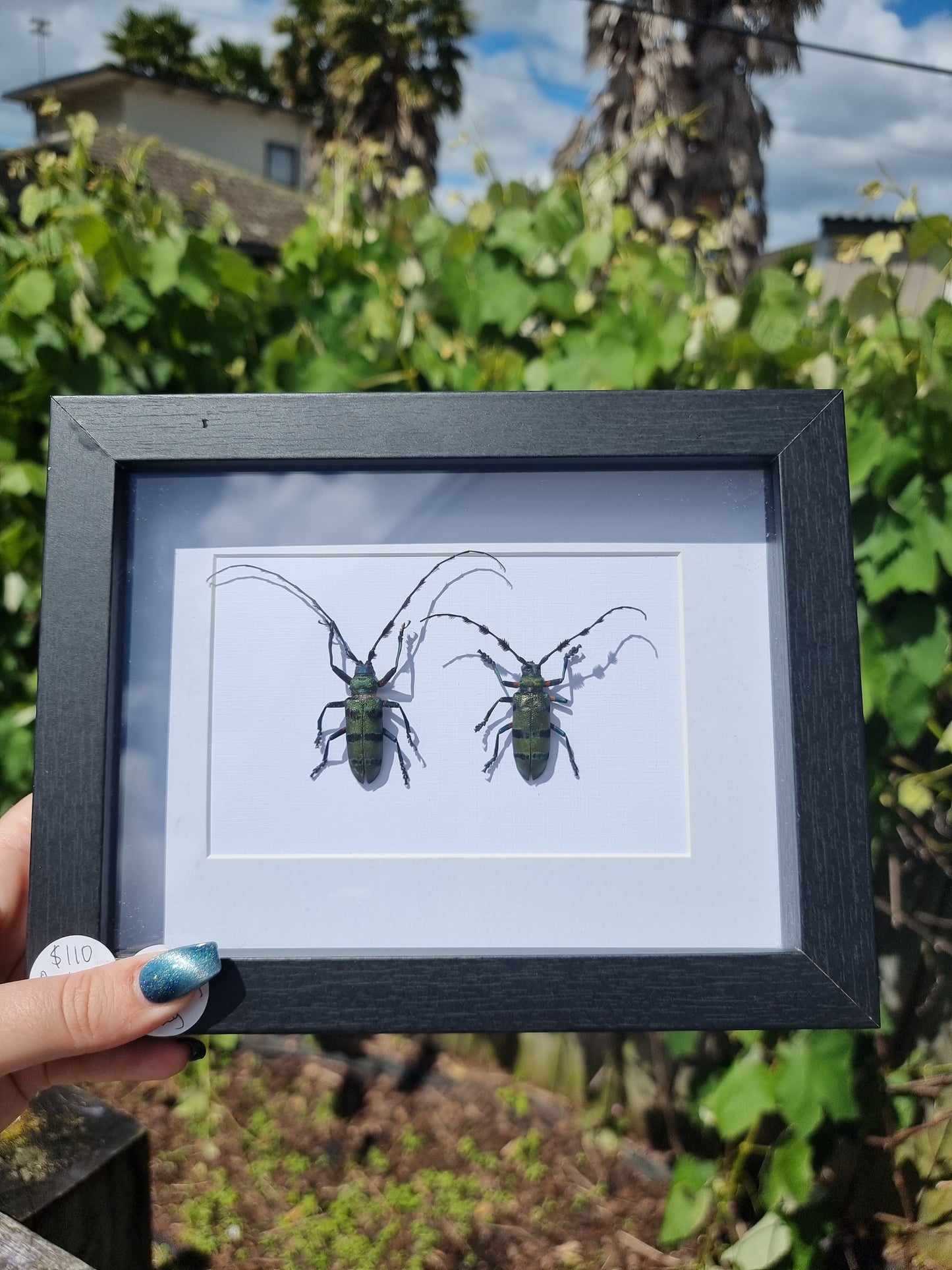 Framed Beetle #2