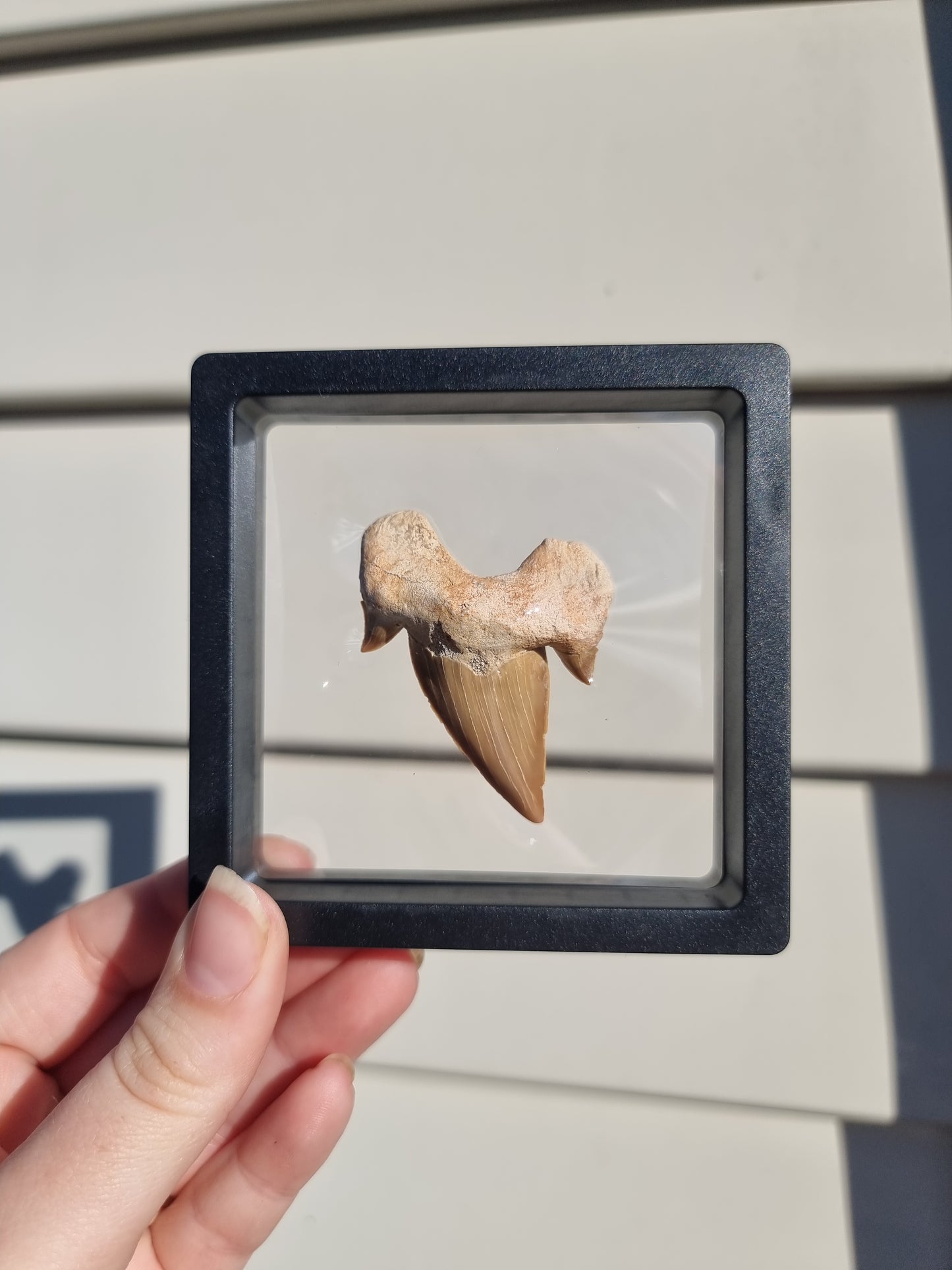Otodus Fossilized Shark Tooth #1