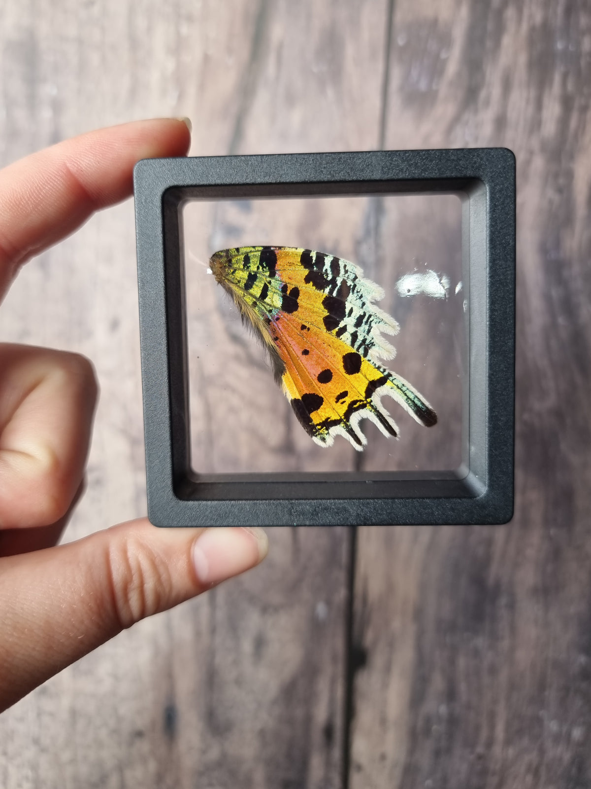 Madagascan Sunset Moth Wings Floating Frame #1