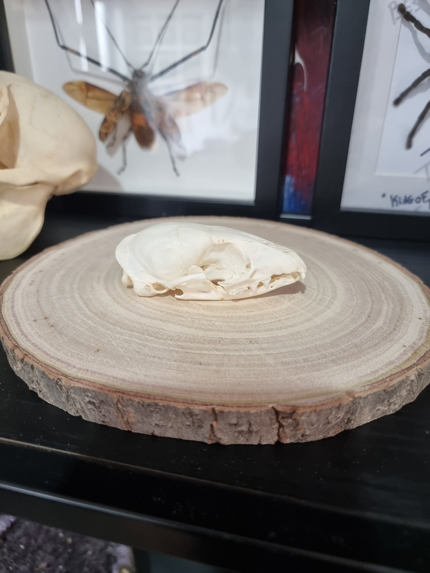 Cape Garnet Skull #2