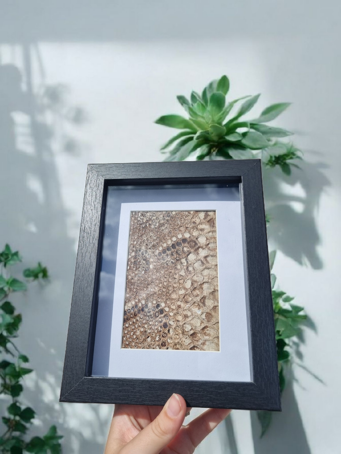 Vintage Framed Snake Skin #3