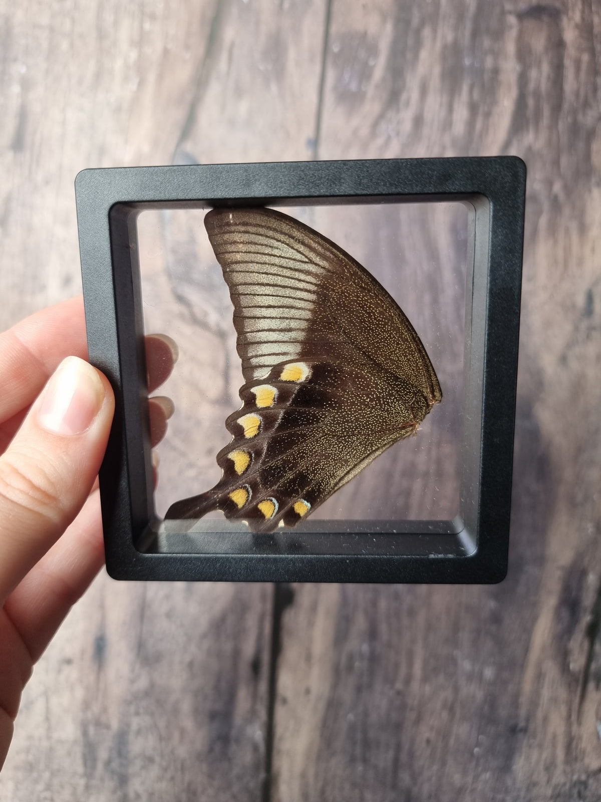 Green Swallowtail Double Butterfly Wing Floating Frame