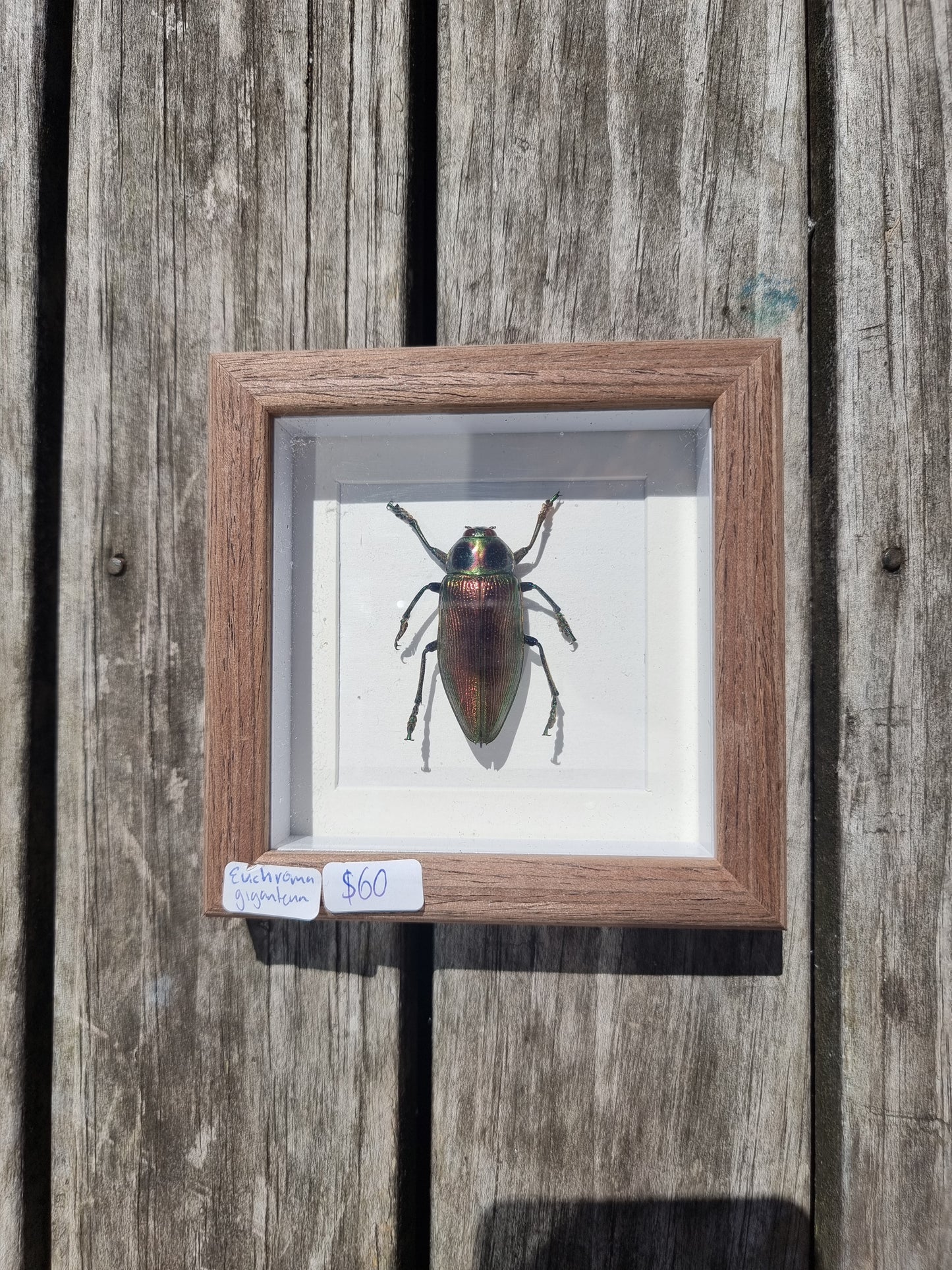 Mini Framed Euchroma Gigantenn Beetle