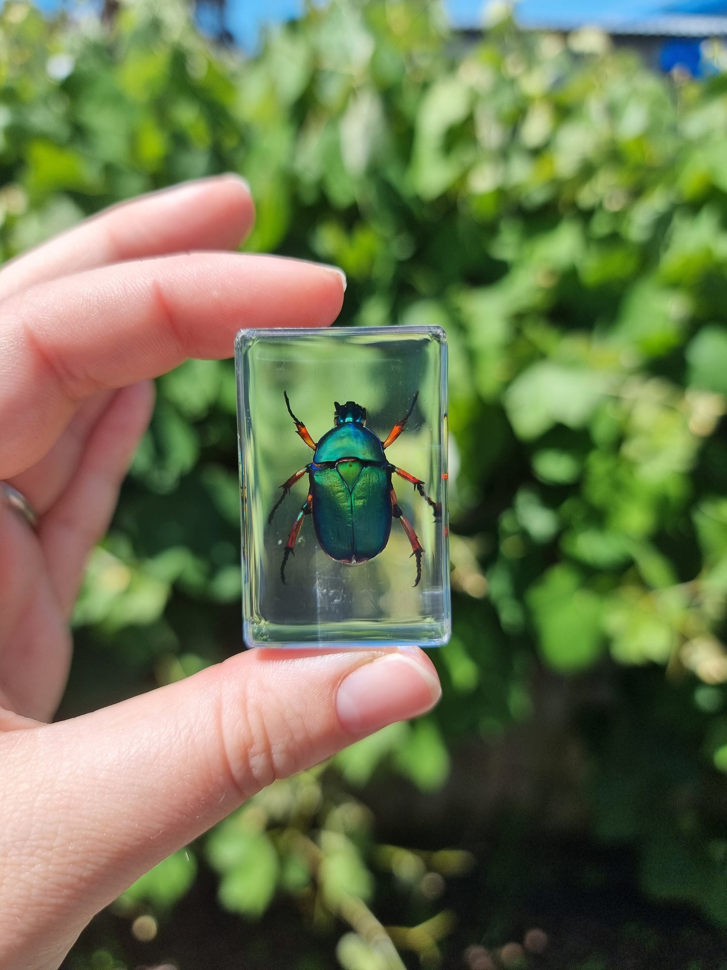 Green flower beetle in Resin