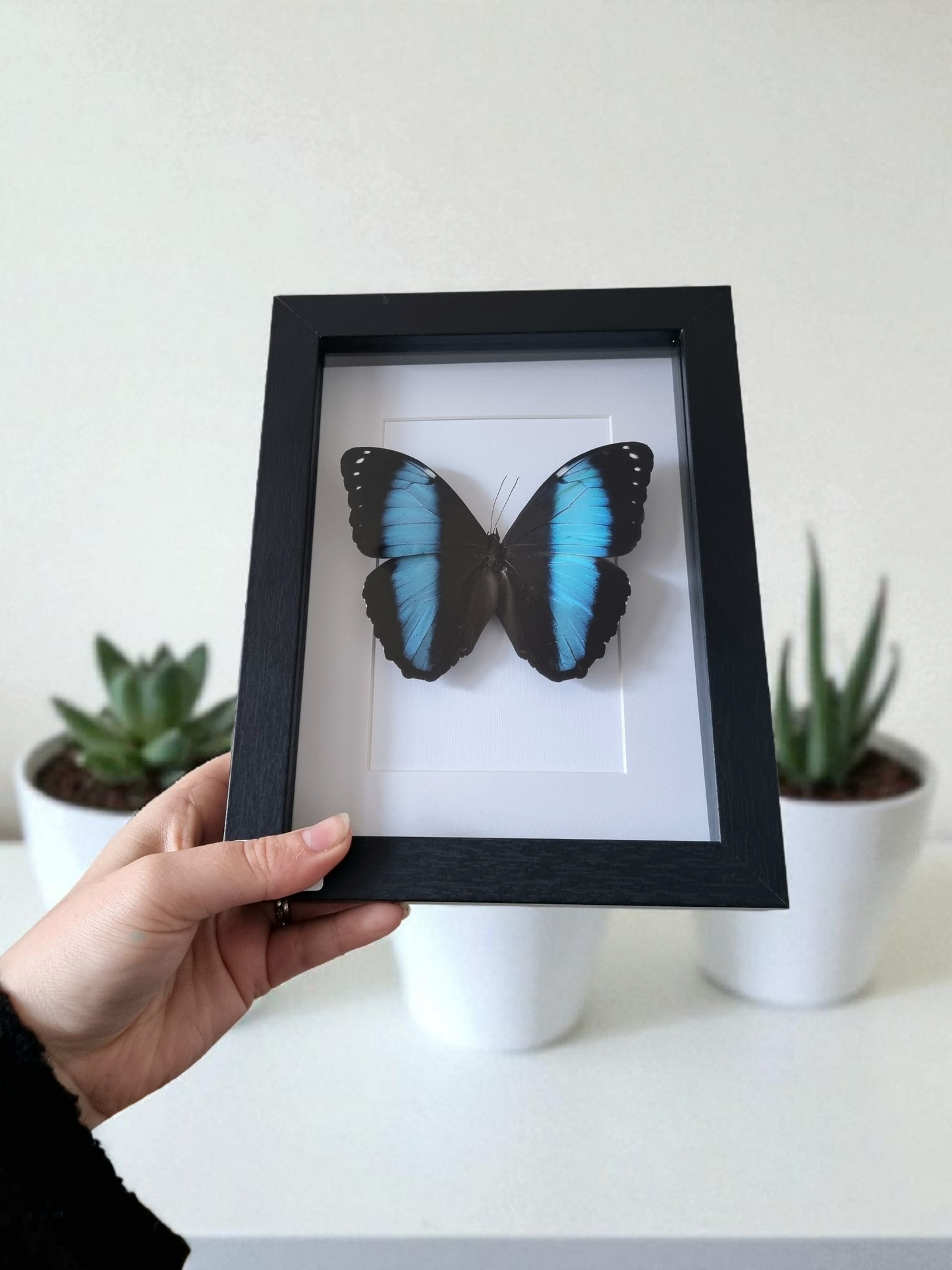 Framed Butterfly #432
