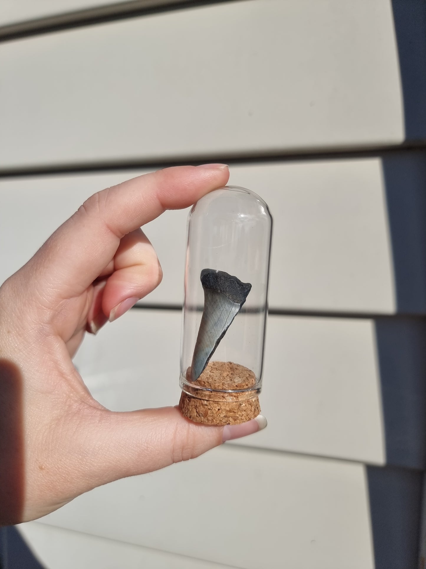 Megalodon Tooth Shard #6