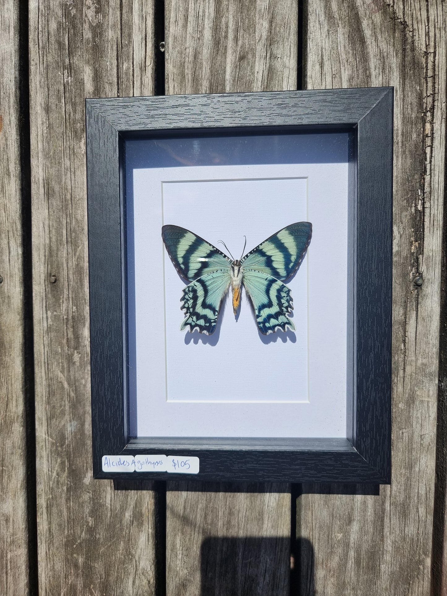 Framed Alicdes Orontes Moth #2