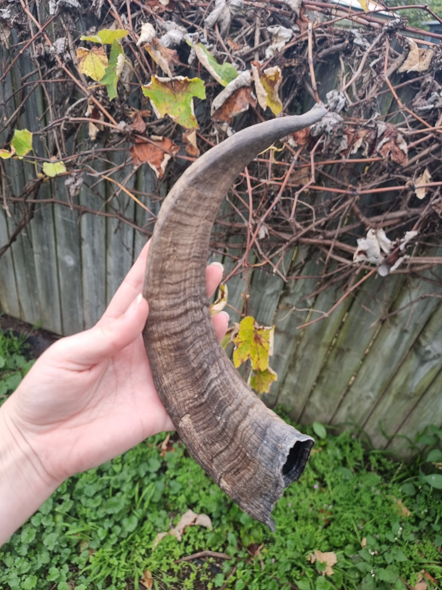 Big Goat Horn #1