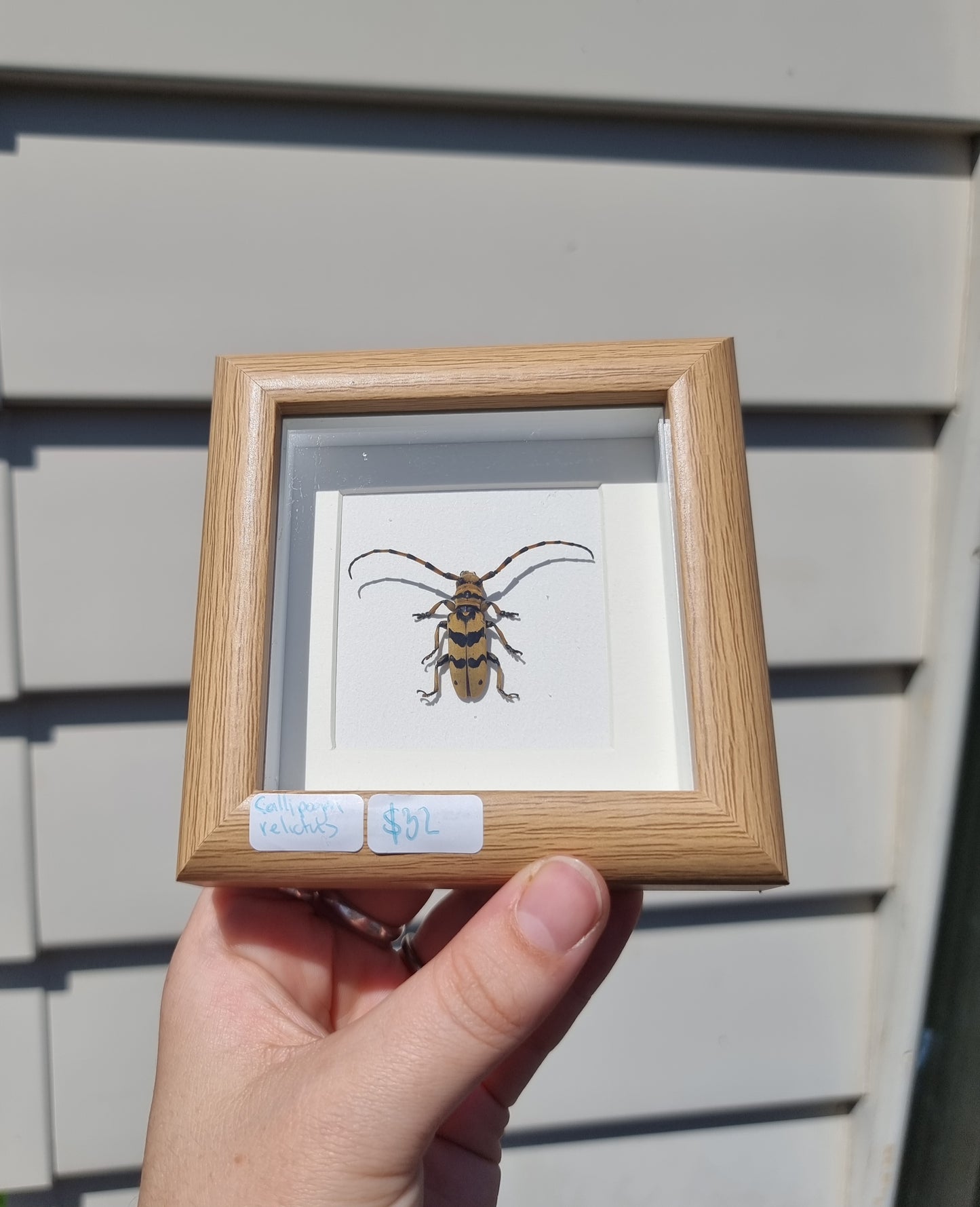 Mini Framed Long Horn Beetle