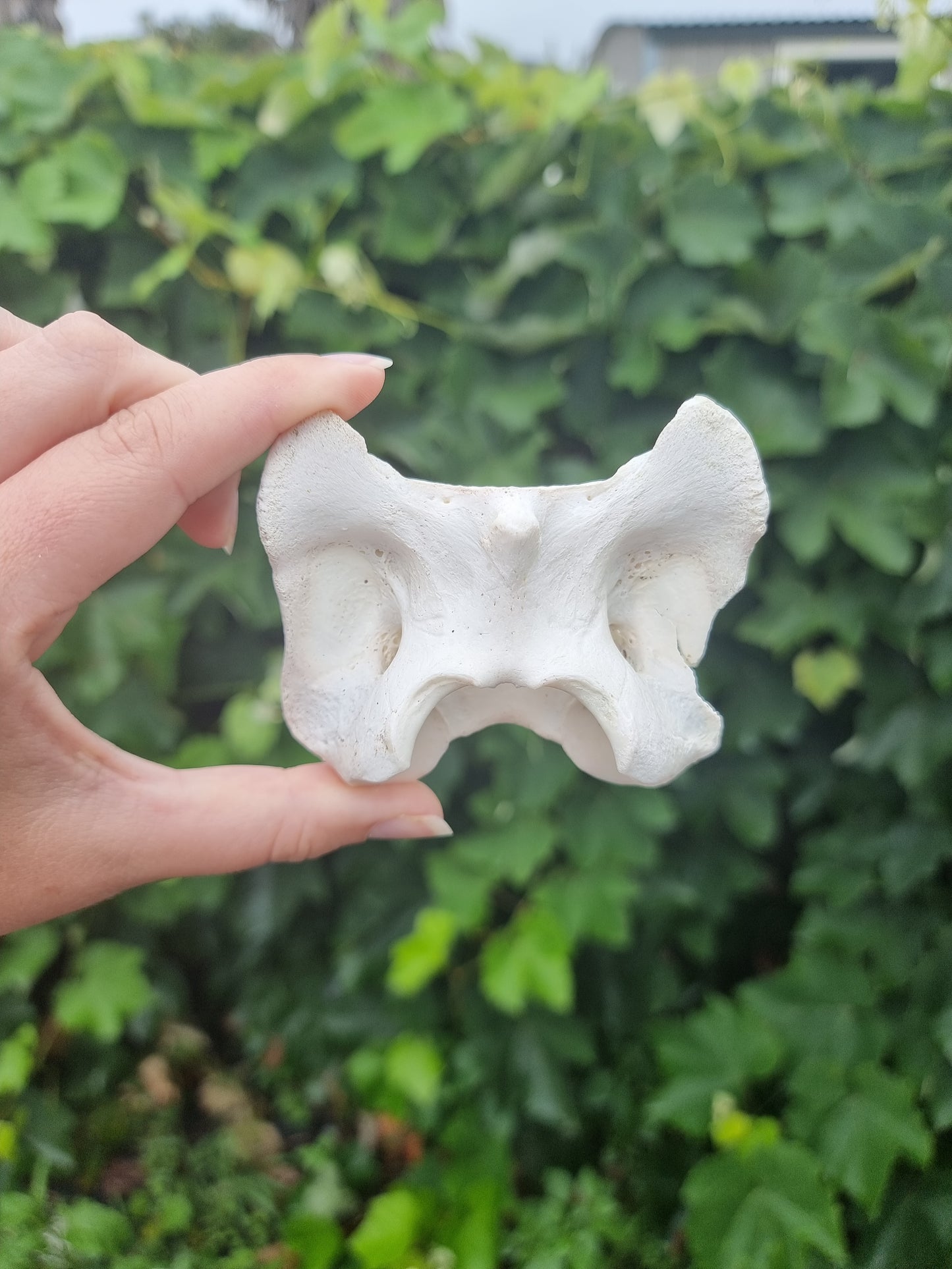 Deer Vertebrae #6
