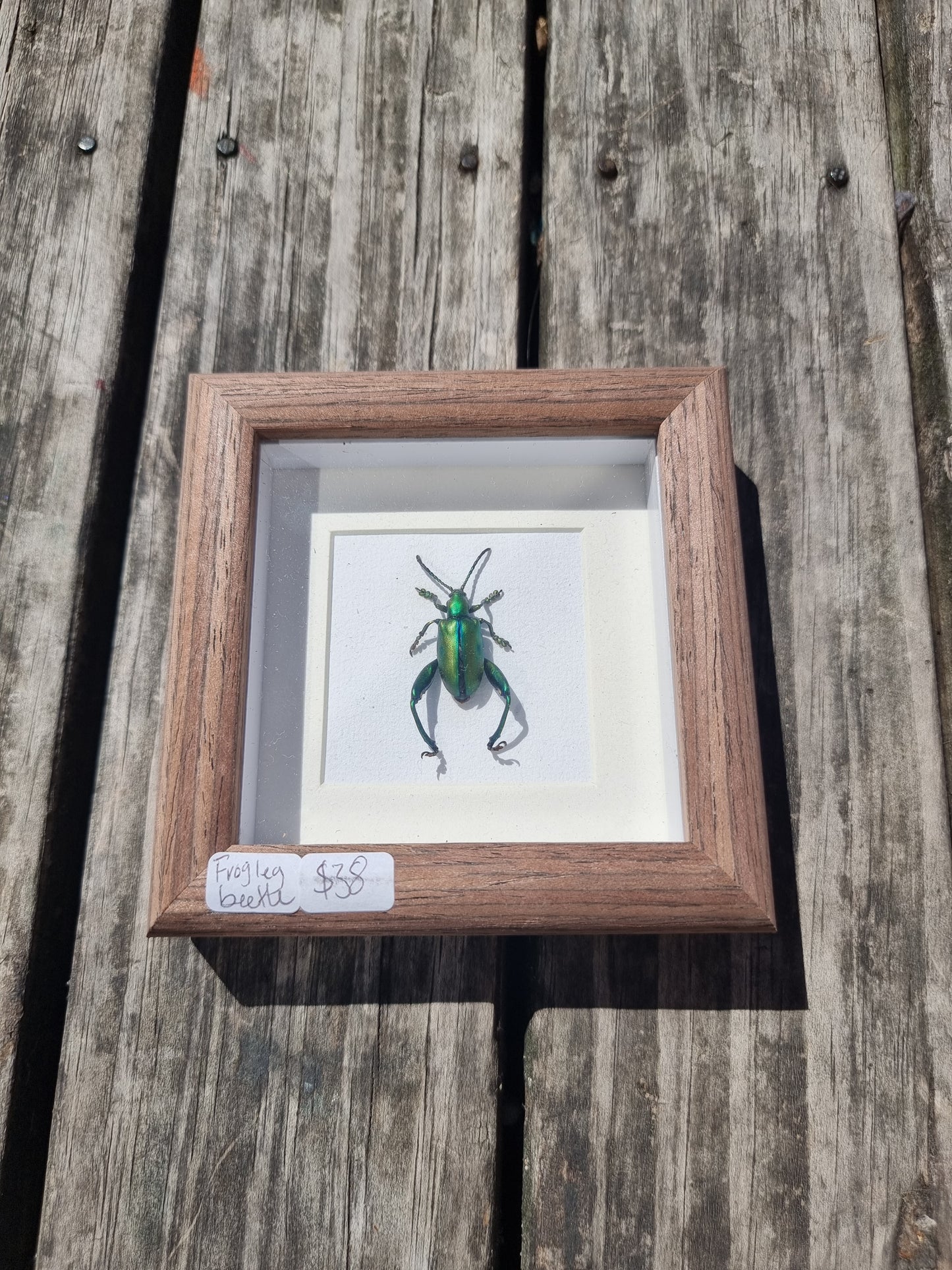 Mini Framed Frog Leg Beetle #1