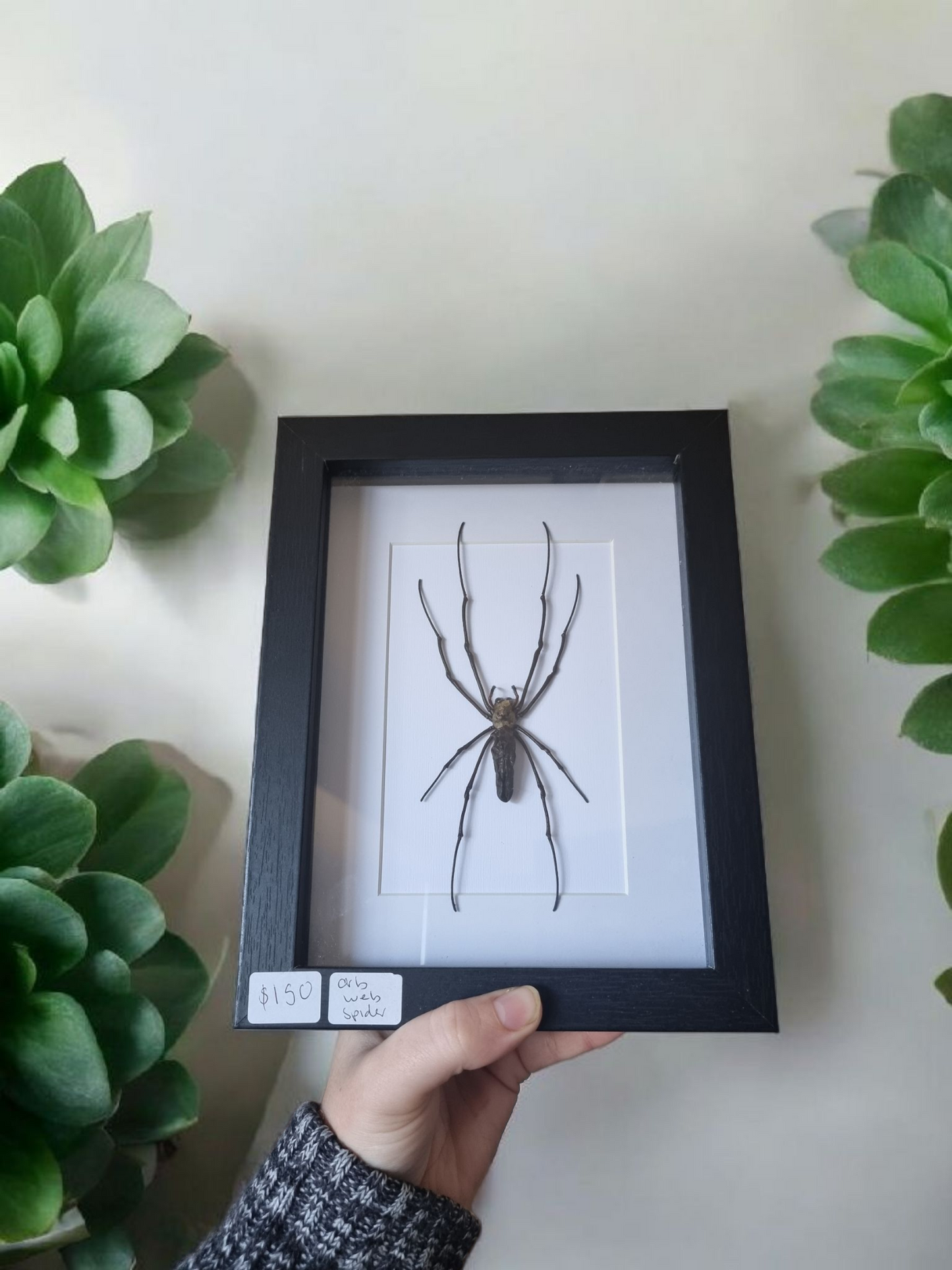 Framed Spider #4