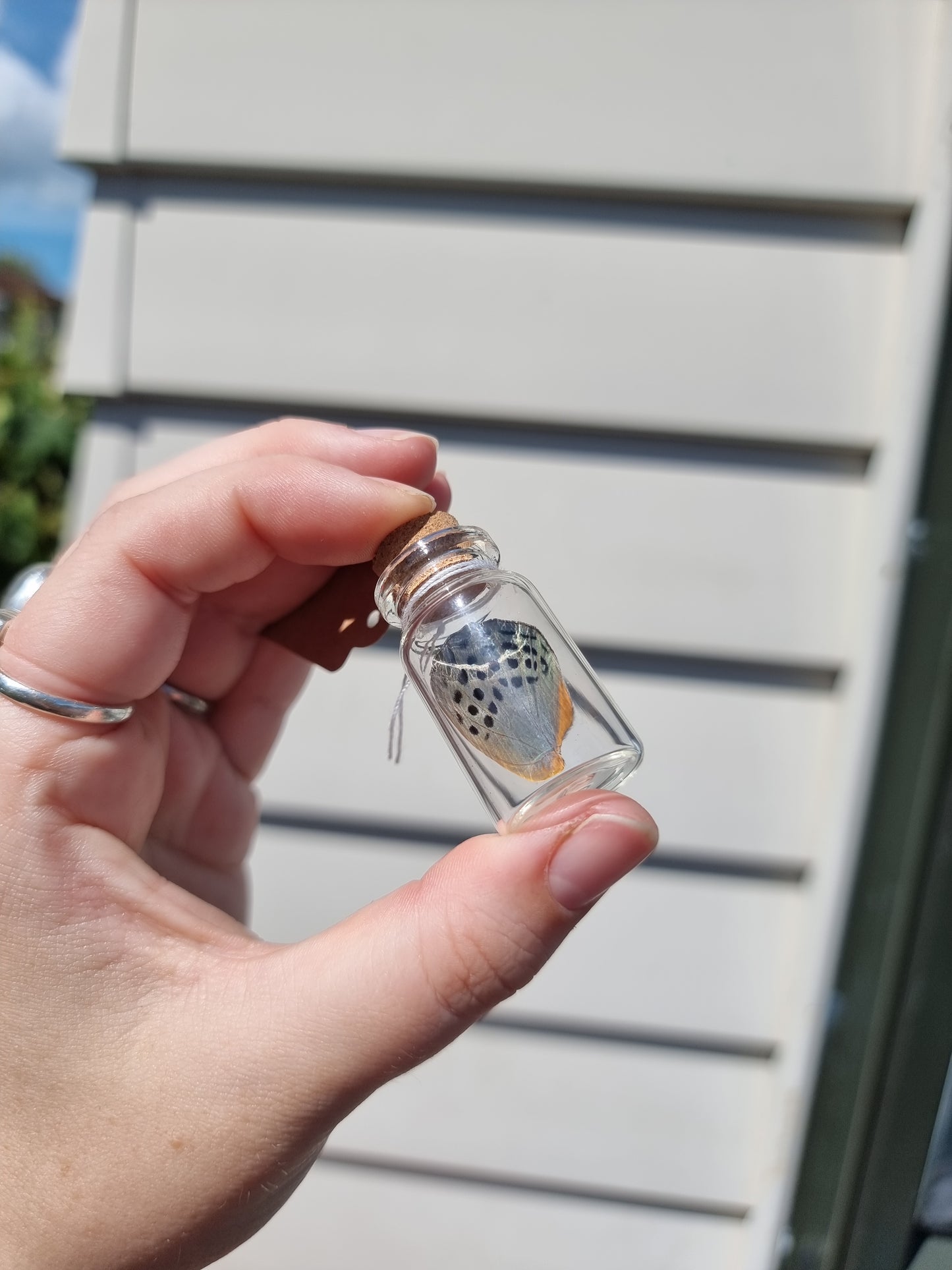 Small Asterope Markii butterfly wing