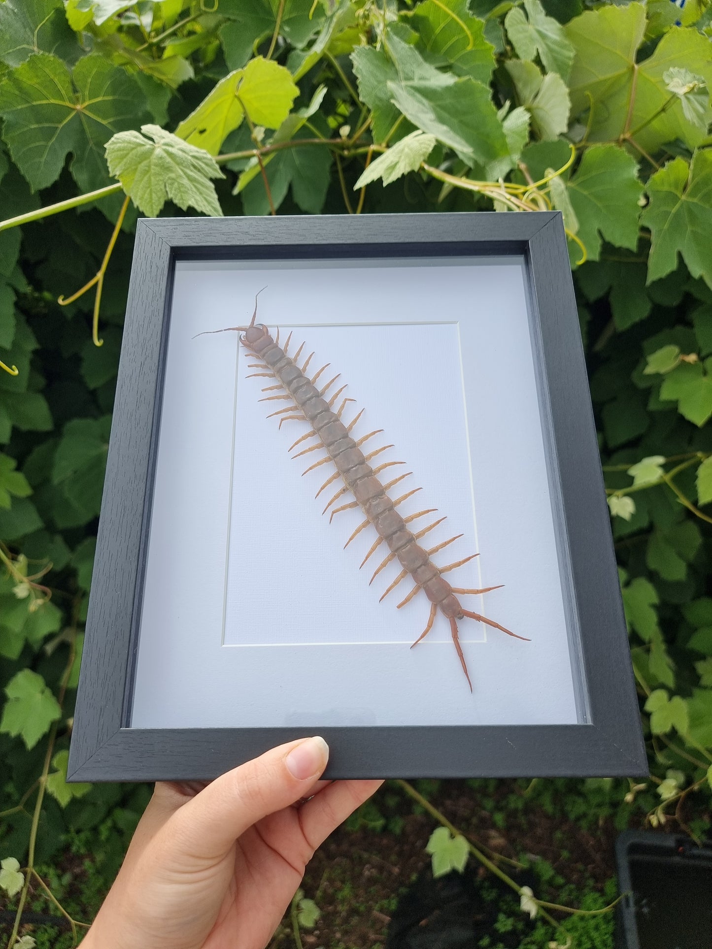 Scolopendra Subspinipes Centipede Frame #1